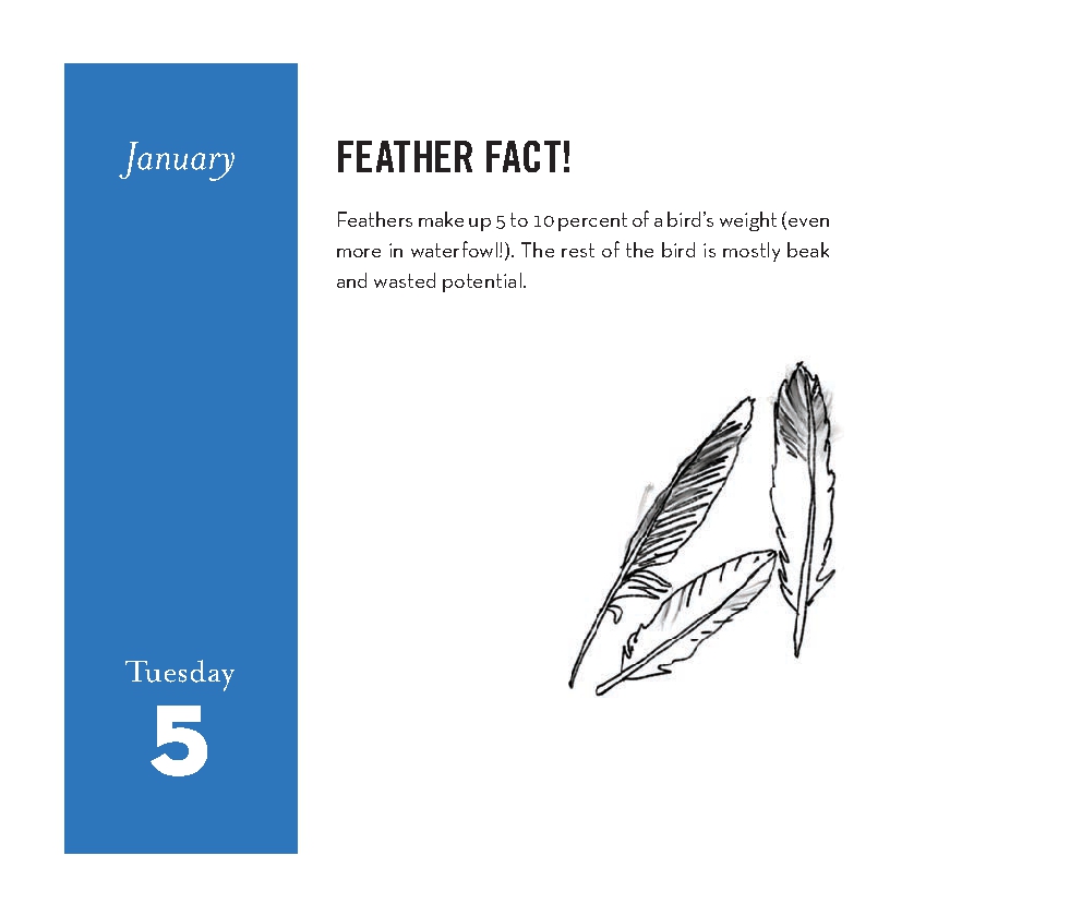 Field Guide to Dumb Birds 2027 Daily Calendar