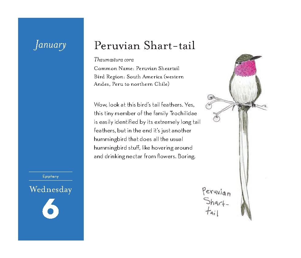 Field Guide to Dumb Birds 2027 Daily Calendar