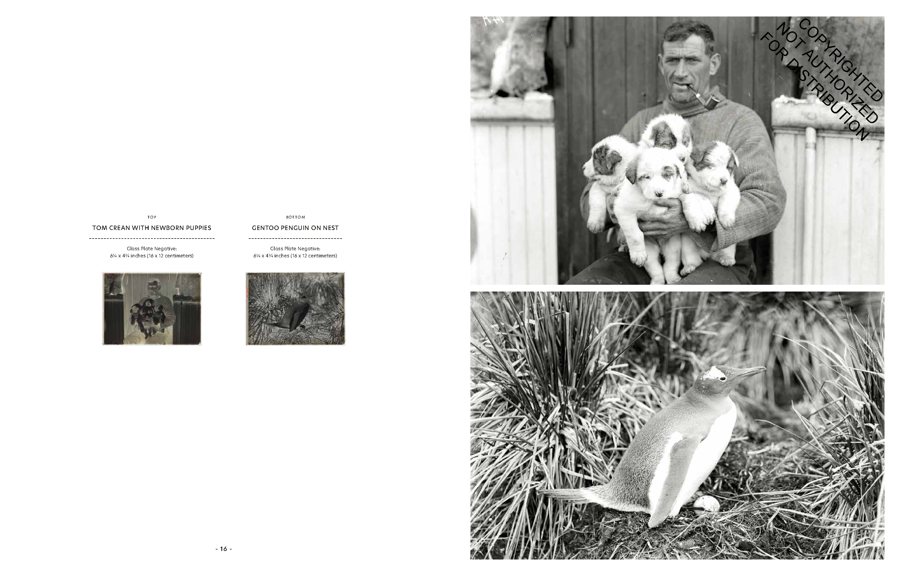 Endurance Photographs