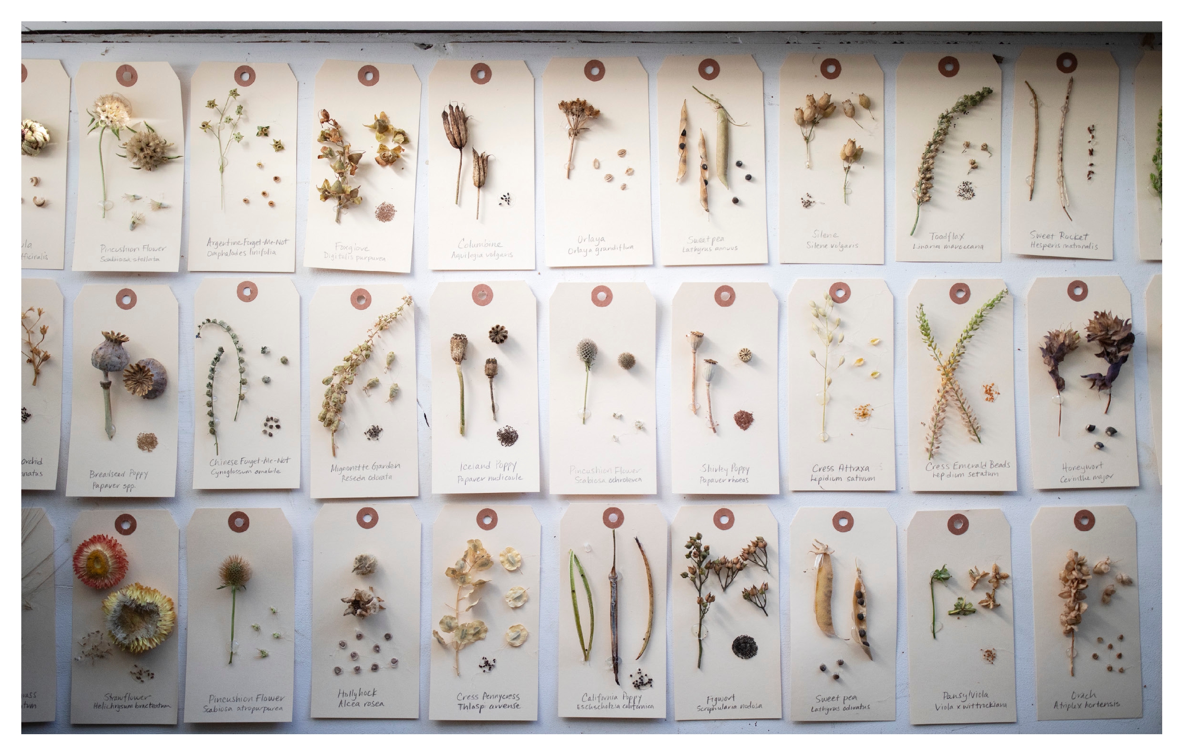 Floret Farm's Bloom to Seed