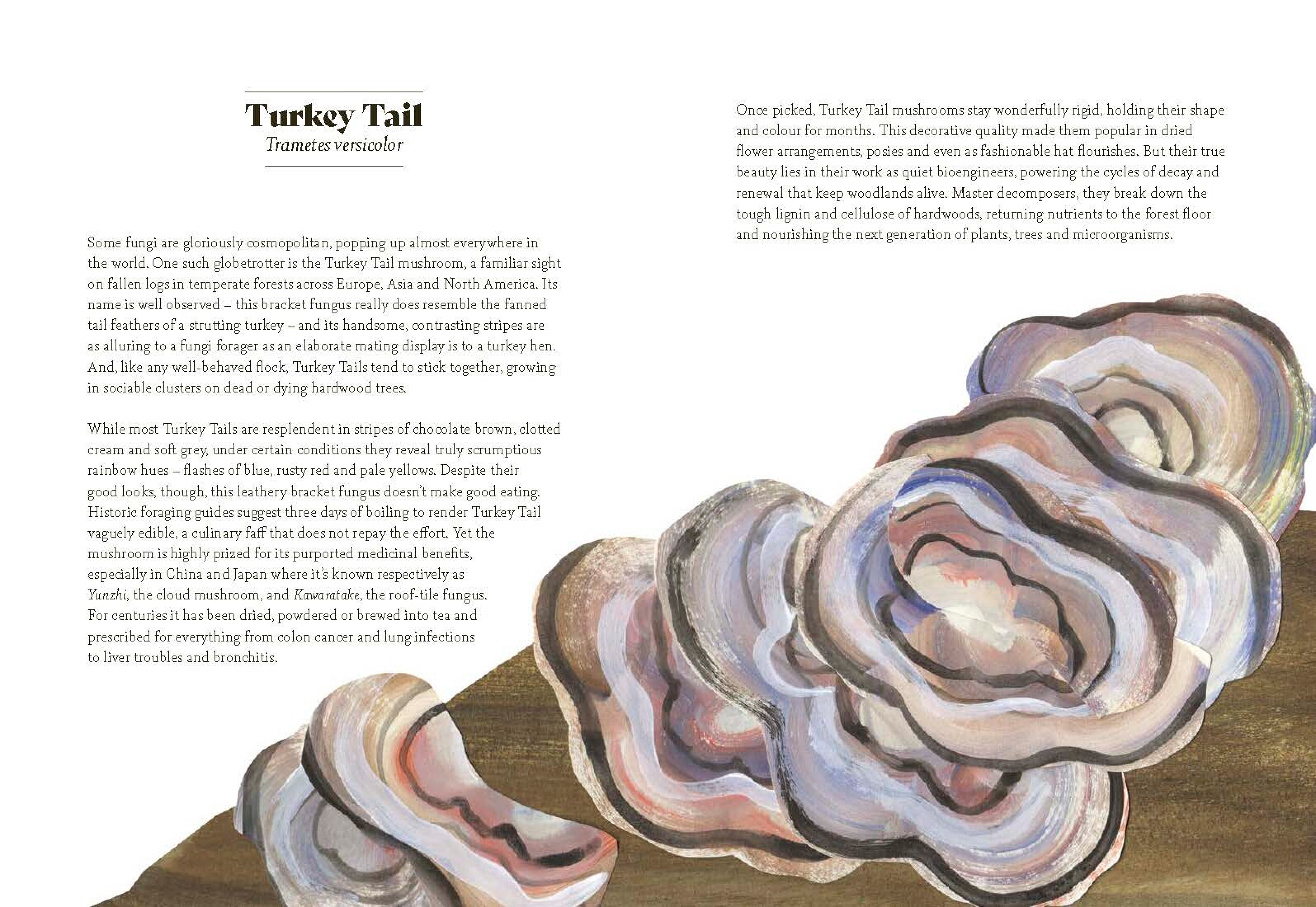 Fungi Lore