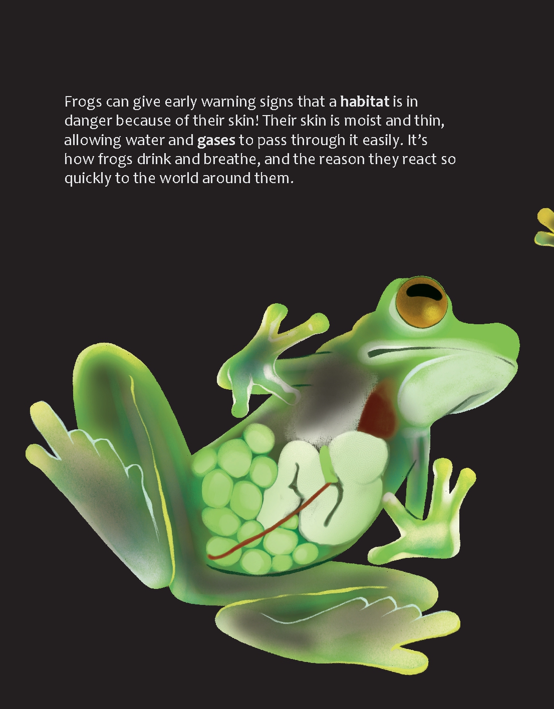 What Can Frogs Tell Us about Our Planet?