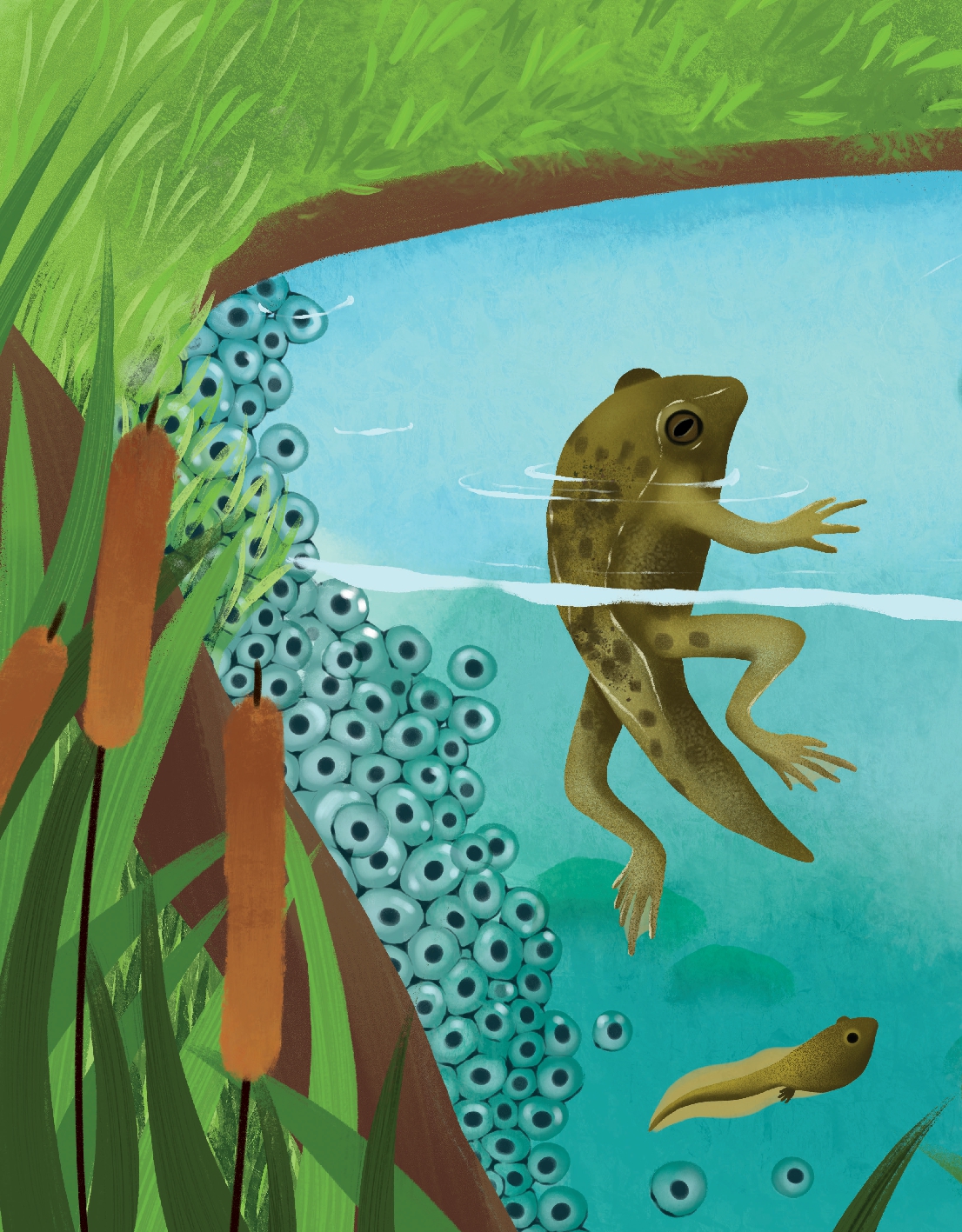 What Can Frogs Tell Us about Our Planet?