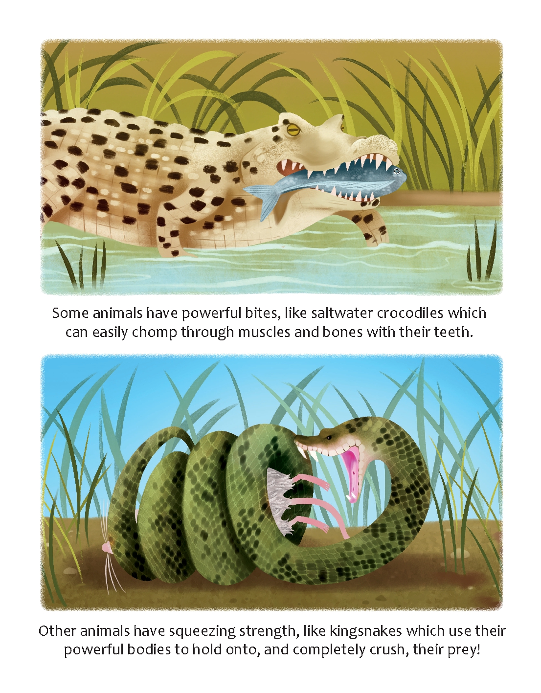 Are Spider Webs Stronger Than Steel?