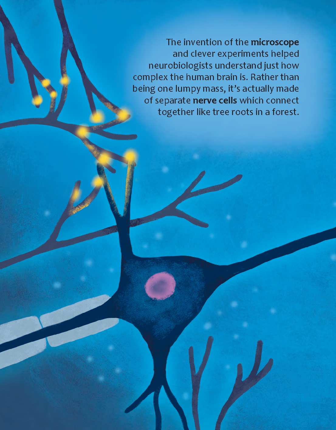 Could the Human Brain Power a Light Bulb?