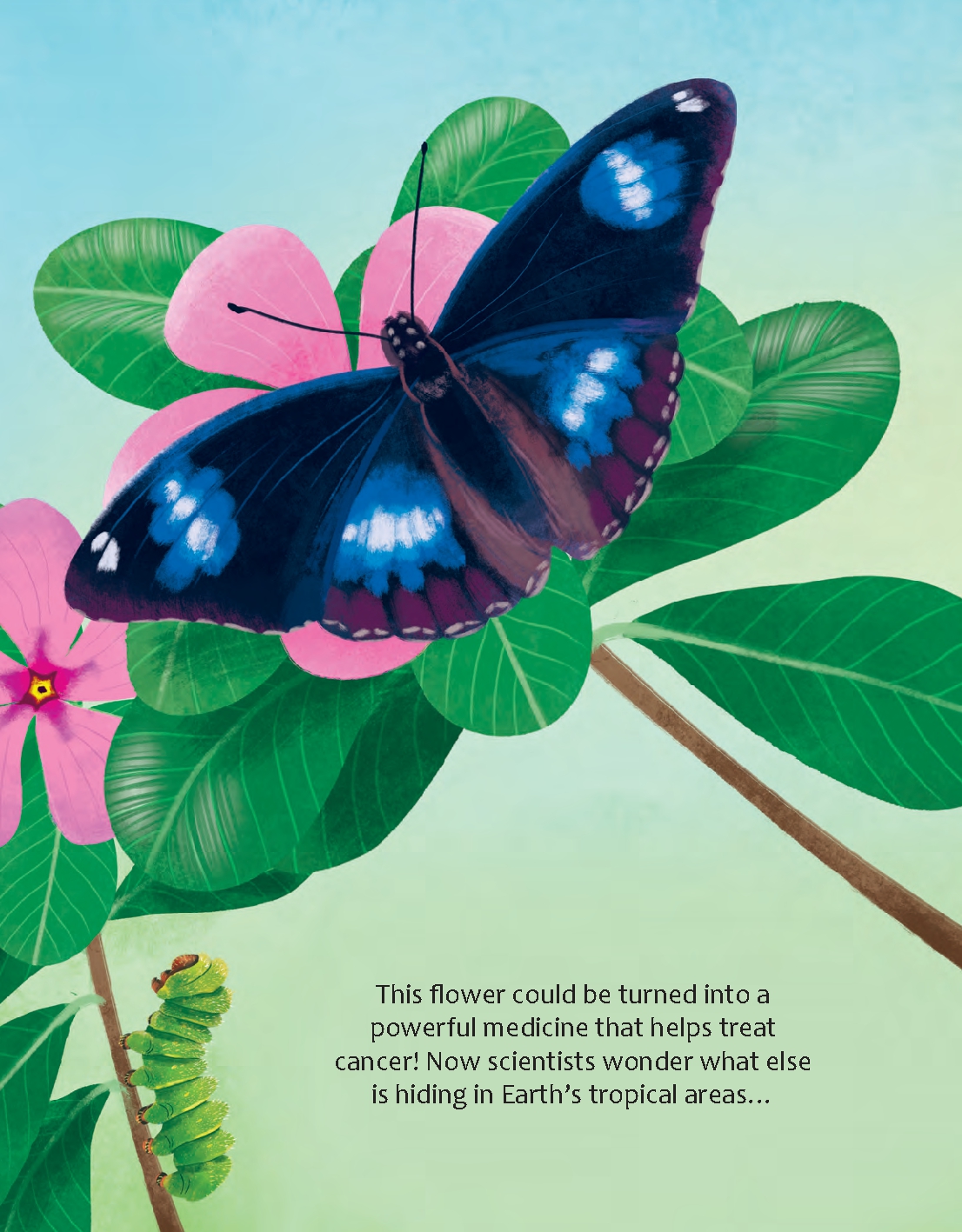 Could Rainforests Save Planet Earth?