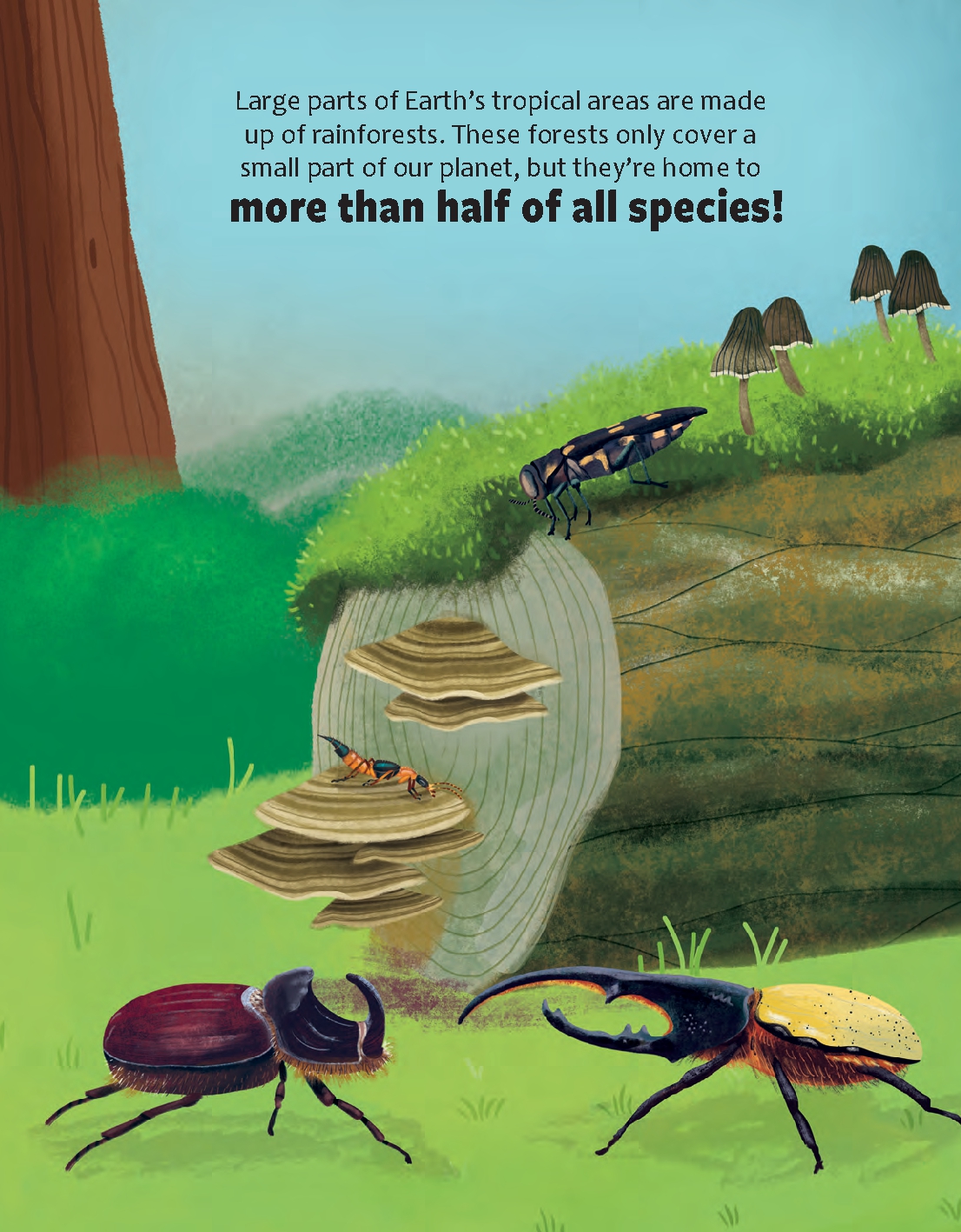 Could Rainforests Save Planet Earth?