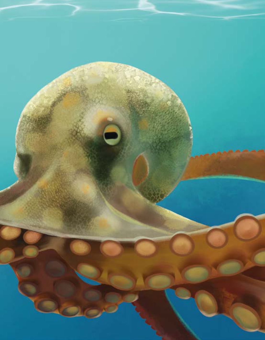 Are Octopuses from Another World?