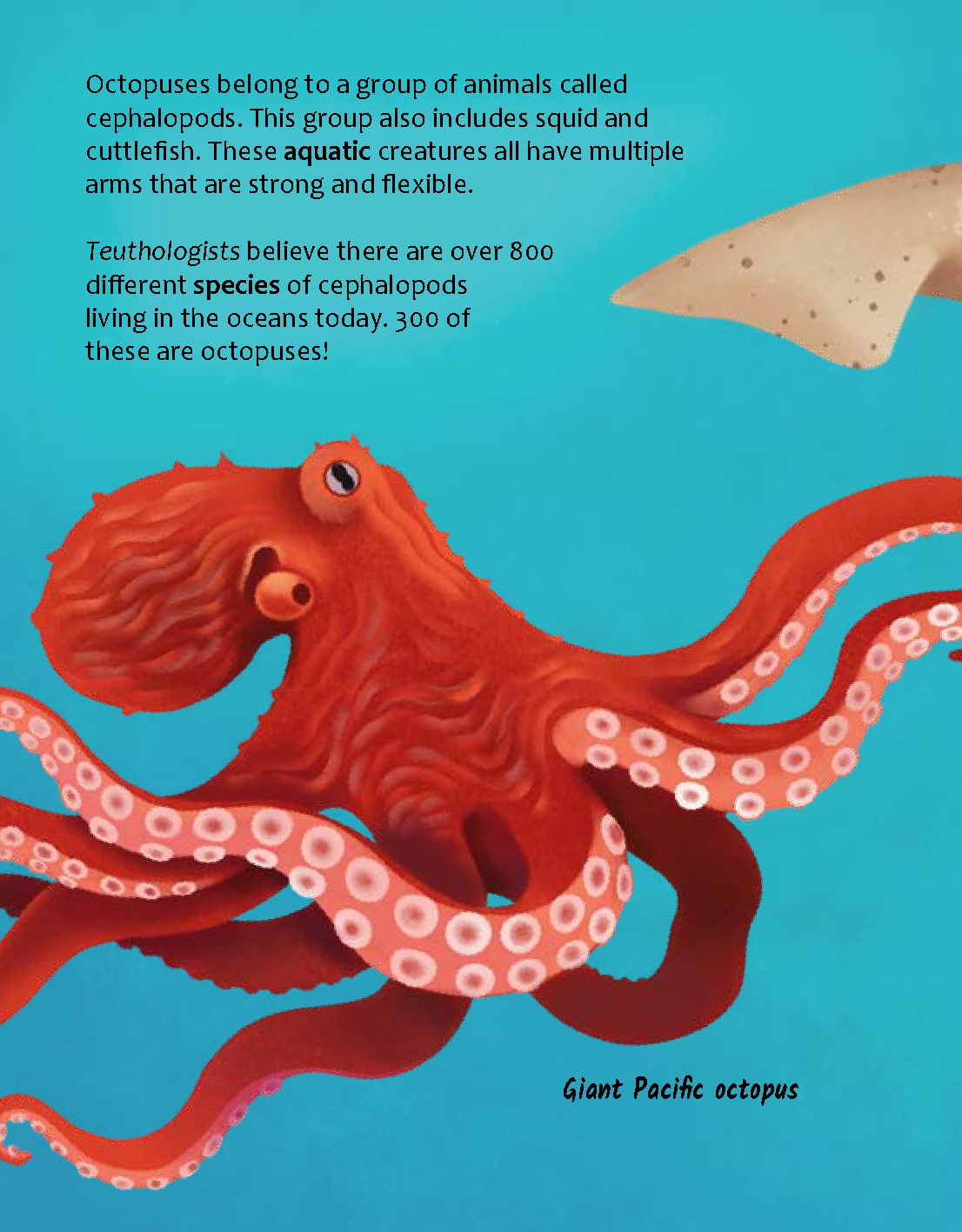 Are Octopuses from Another World?