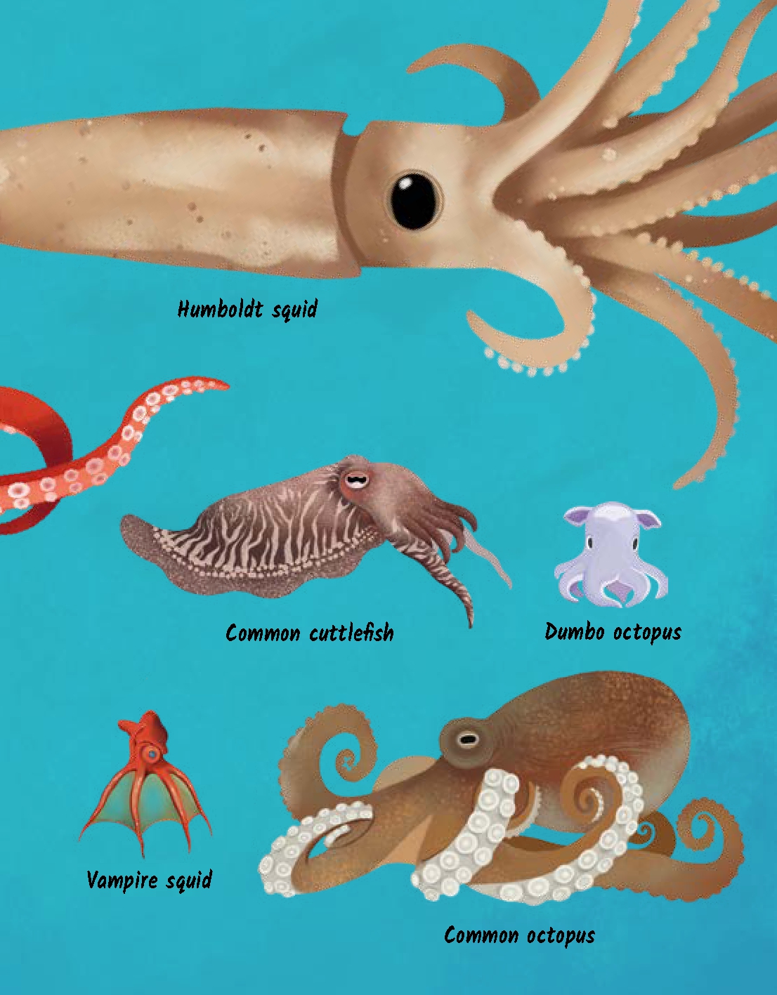 Are Octopuses from Another World?