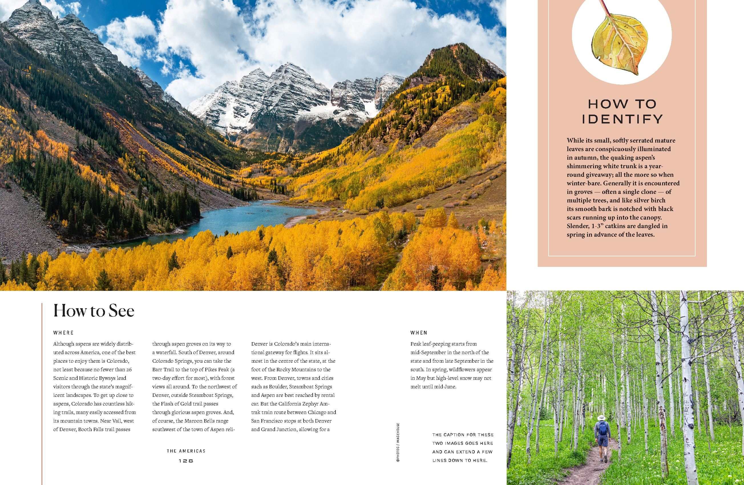 The Tree Atlas