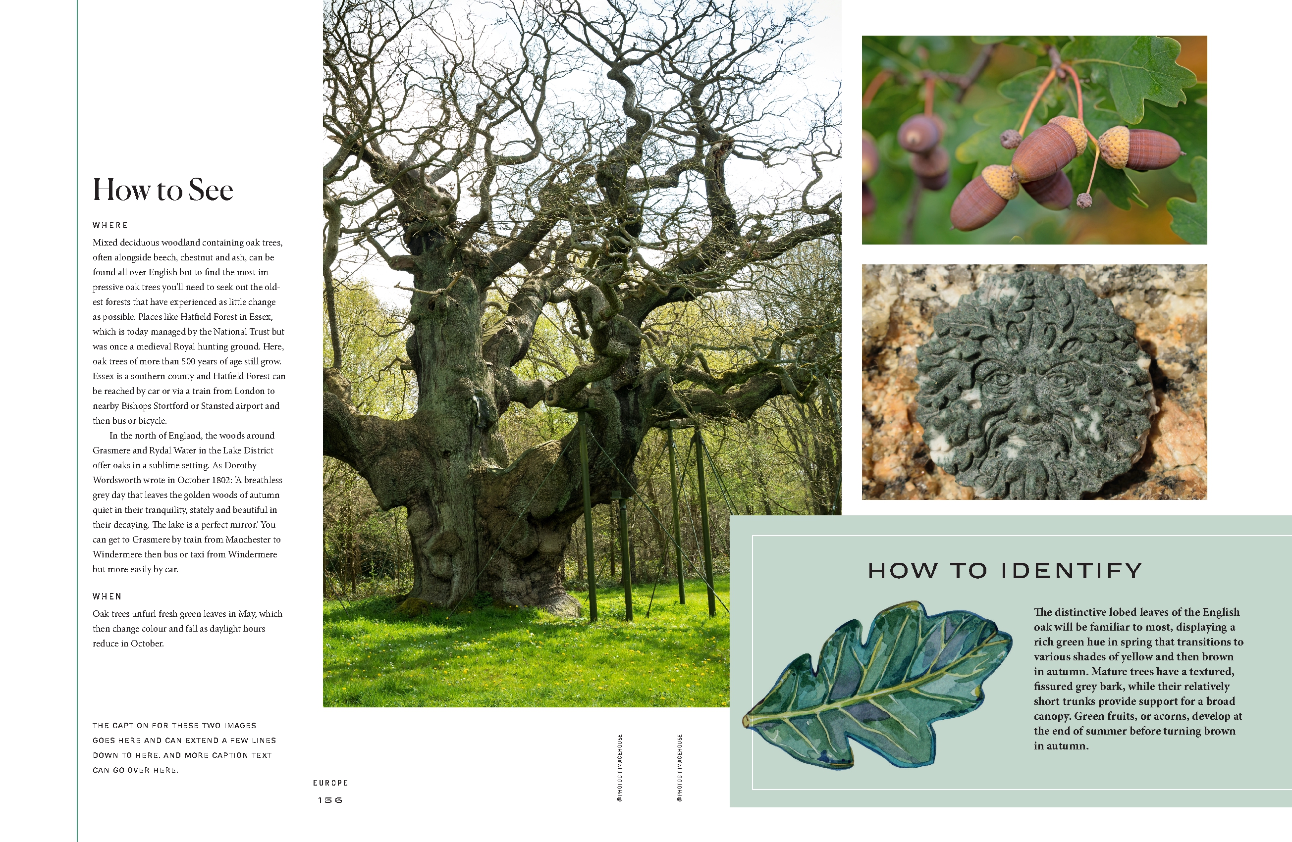 The Tree Atlas