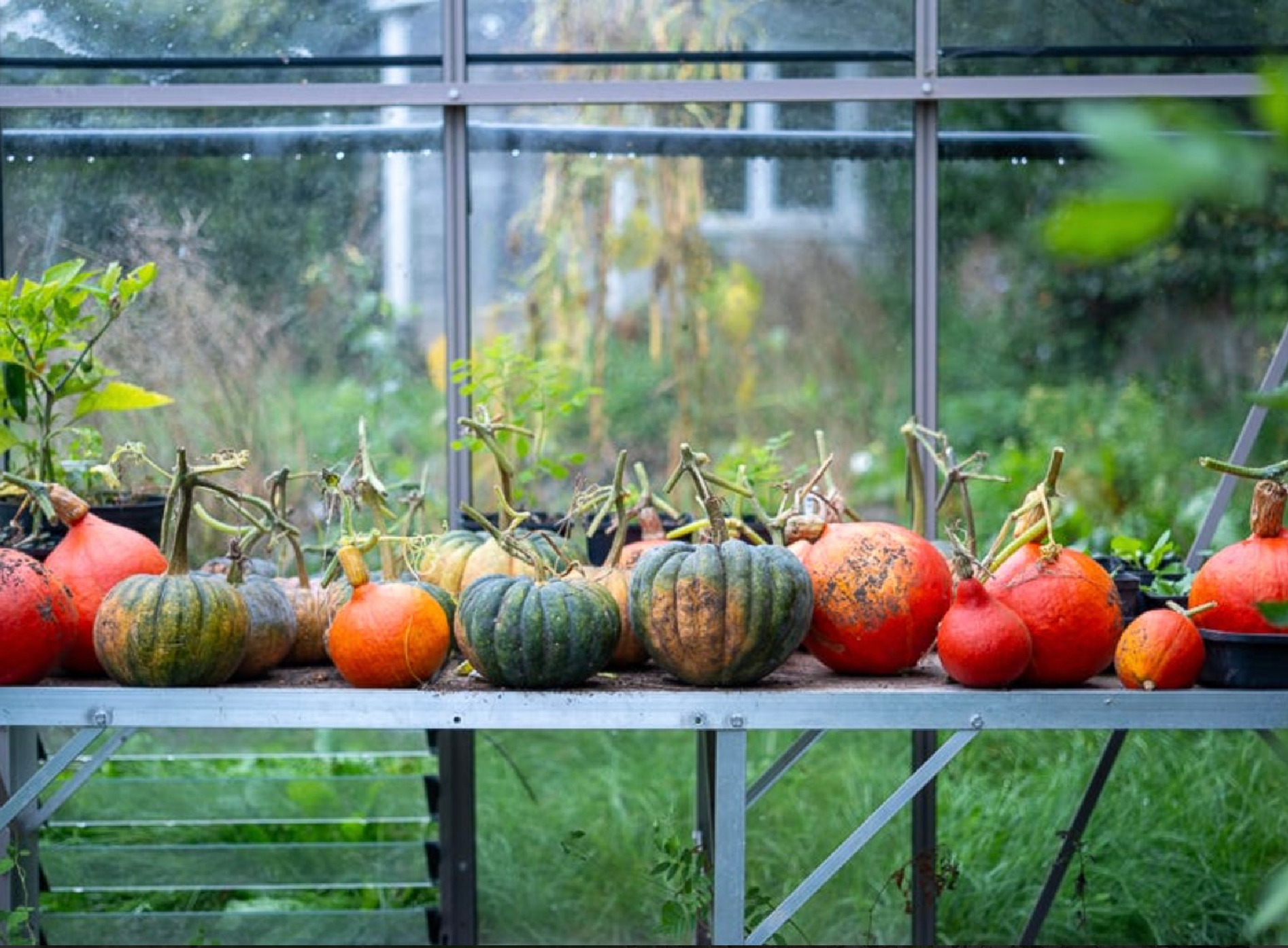 Abundance