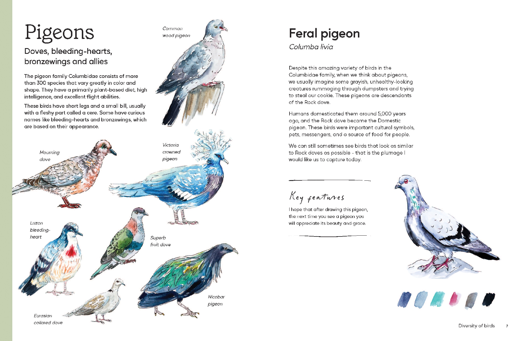 Birds in Watercolour