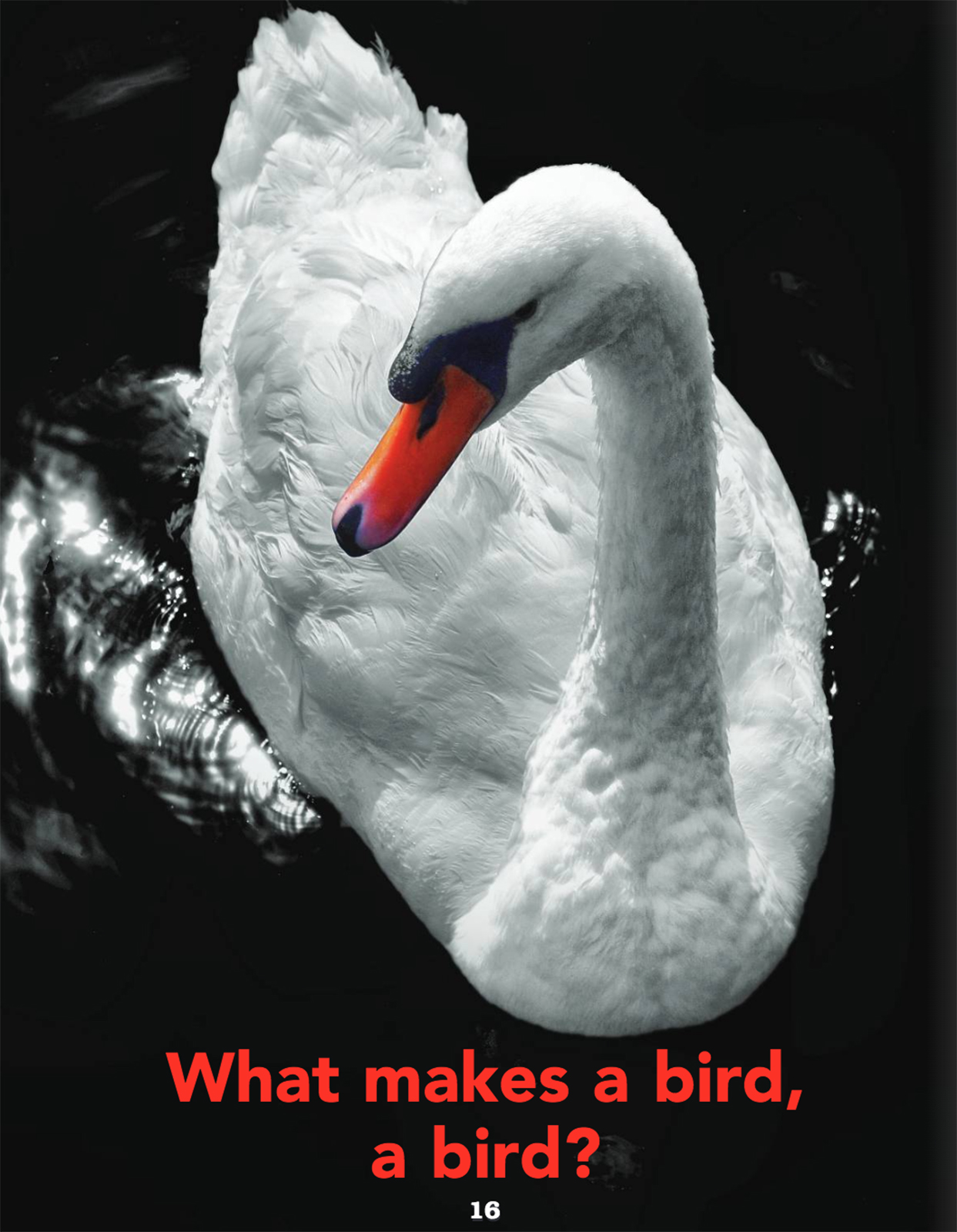 Online Science Discovery Birds