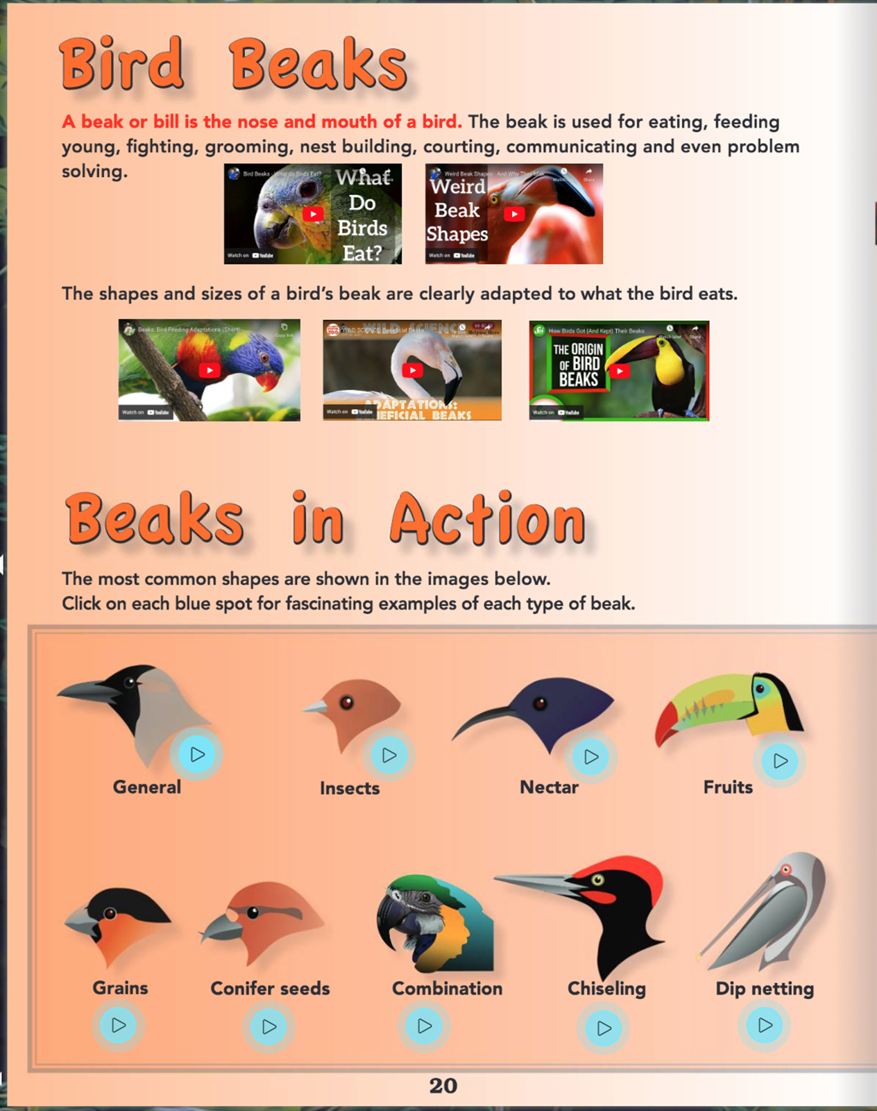 Online Science Discovery Birds