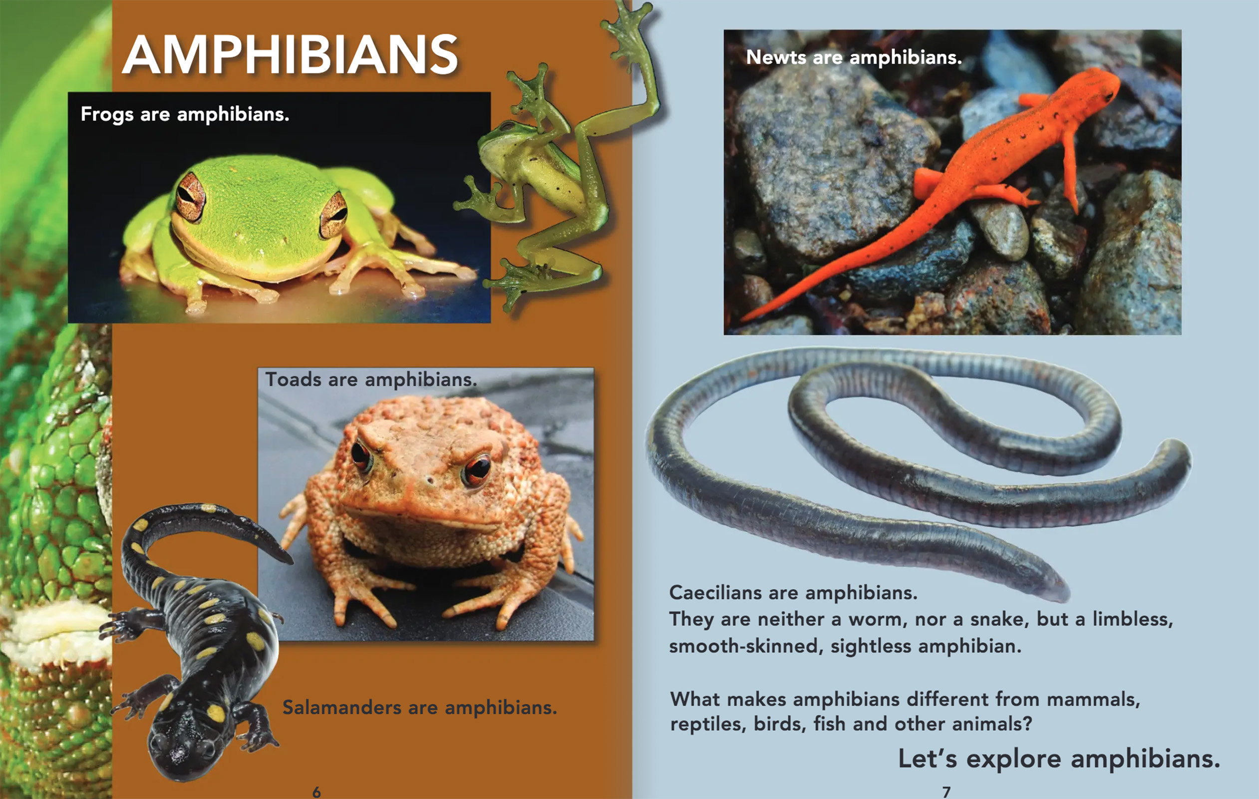 Online Science Discovery Frogs, Toads and Amphibians