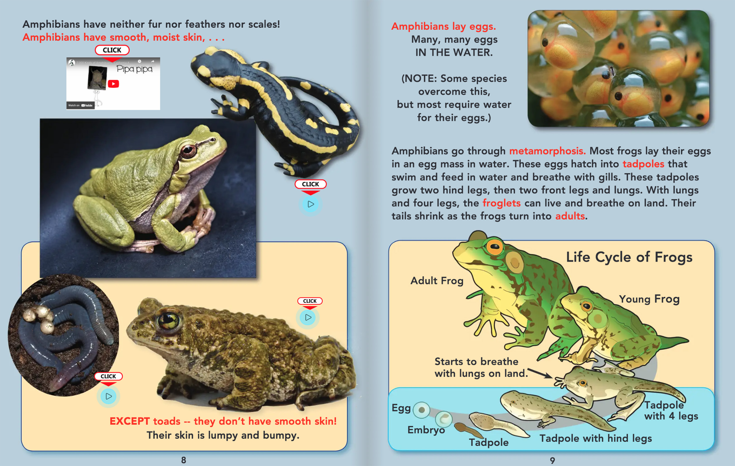 Online Science Discovery Frogs, Toads and Amphibians