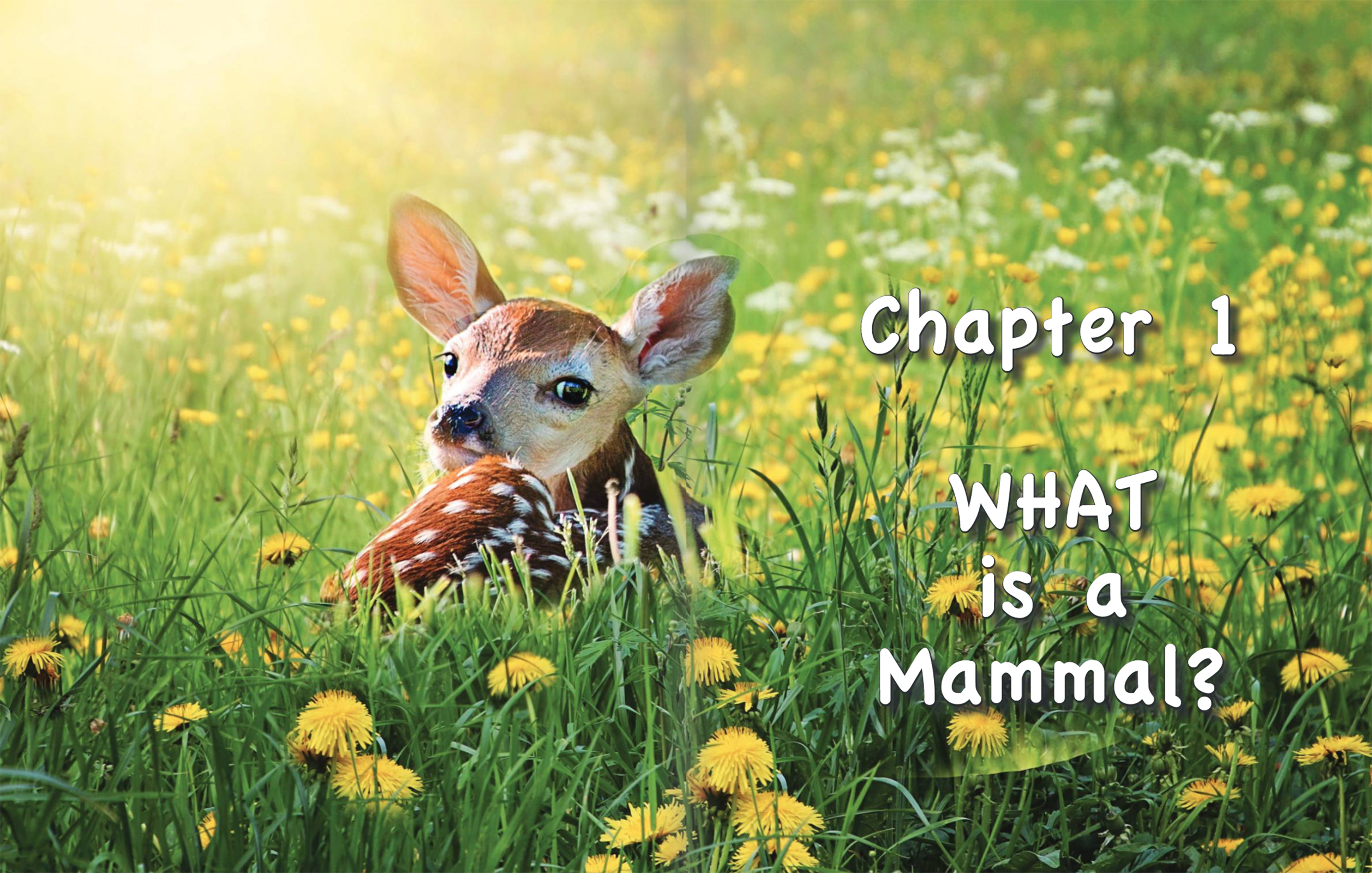 Online Science Discovery Mammals