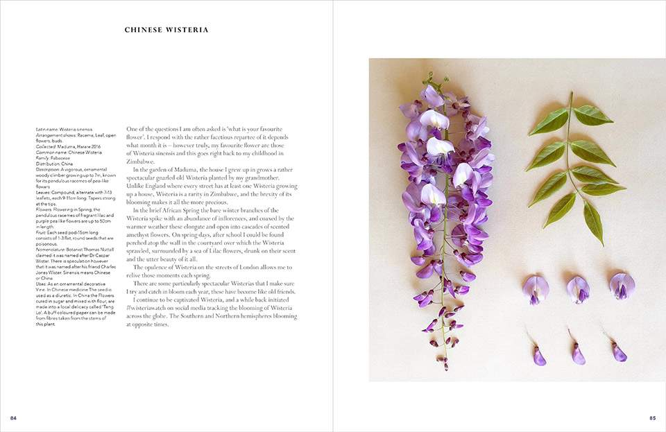 The Accidental Botanist