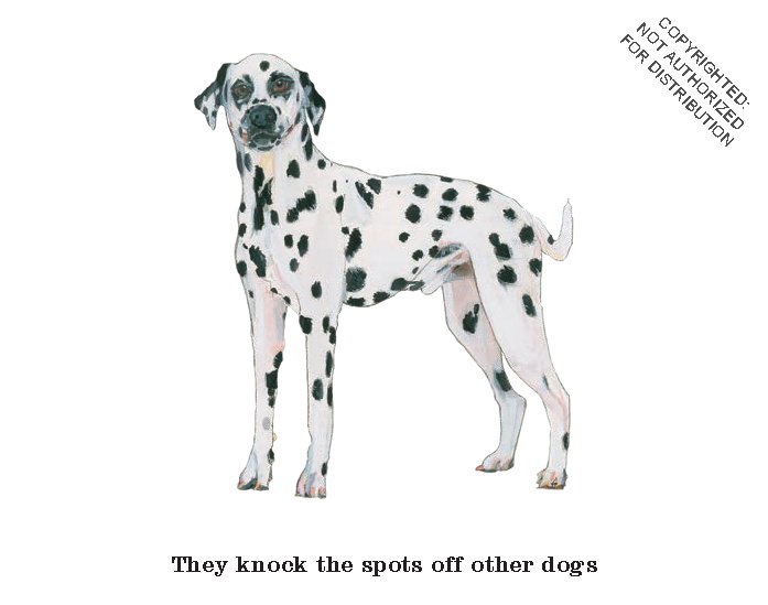 Do You Know Your Dogs? Dog lovers' quiz cards