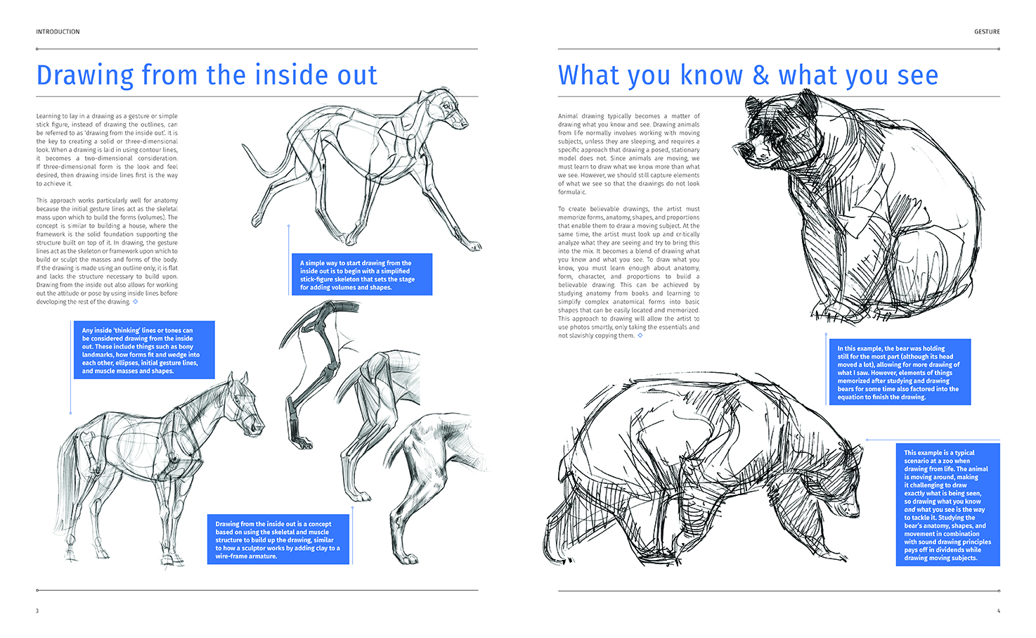 Animal Anatomy for Artists