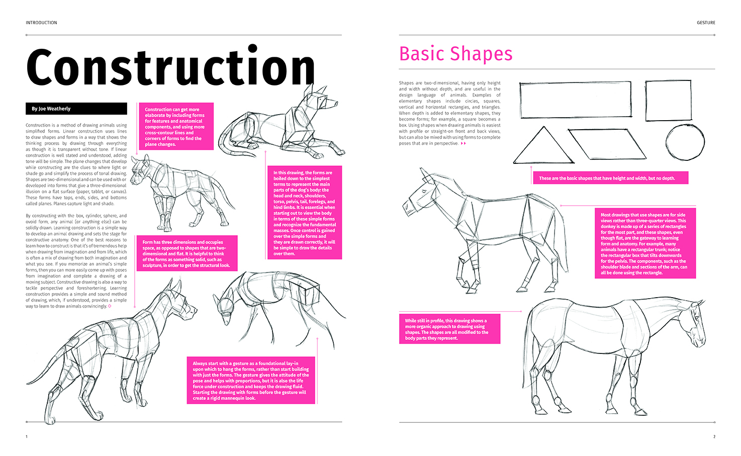 Animal Anatomy for Artists
