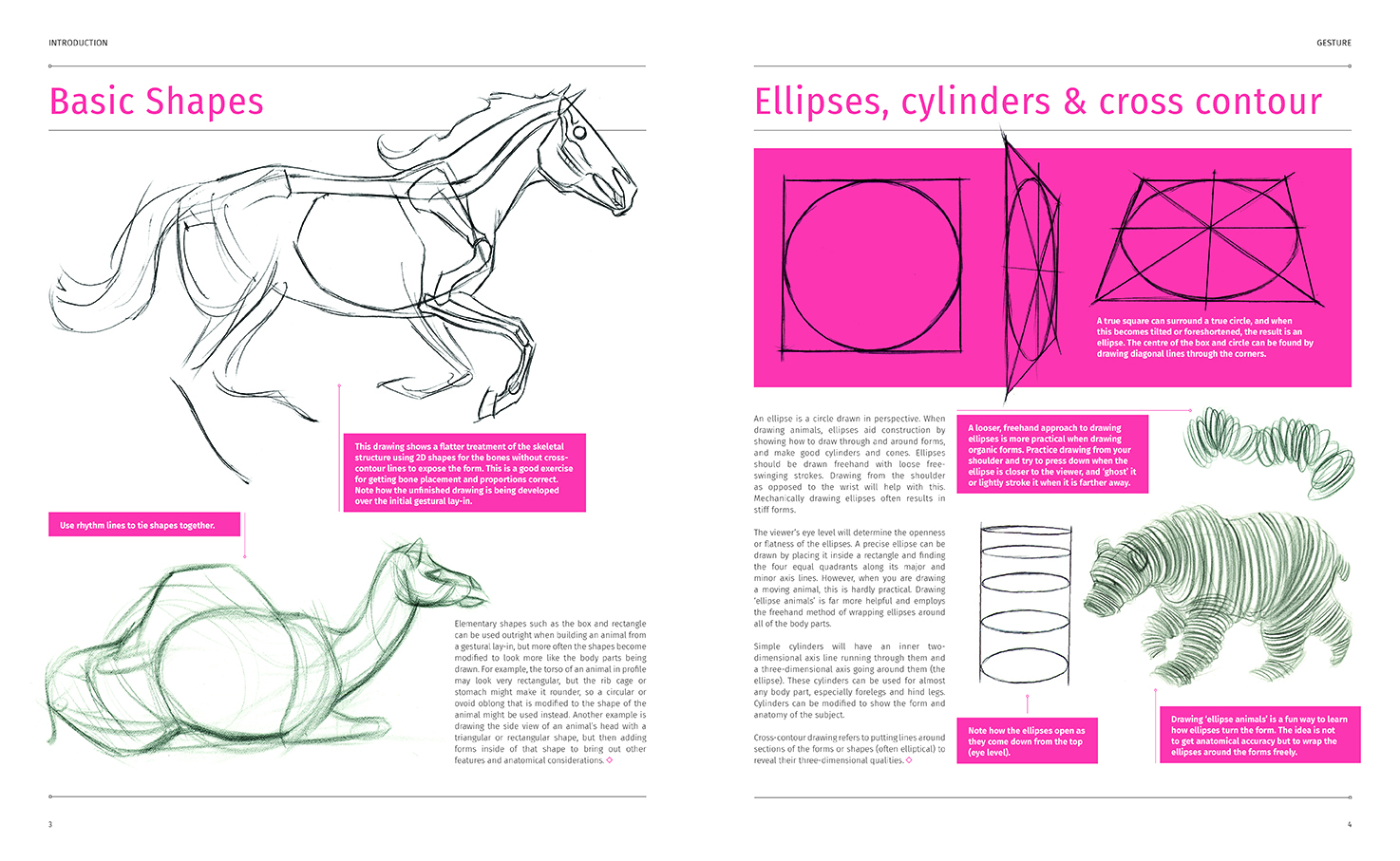 Animal Anatomy for Artists