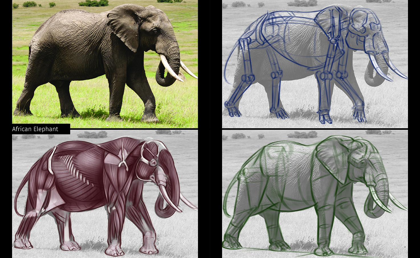 Animal Anatomy for Artists