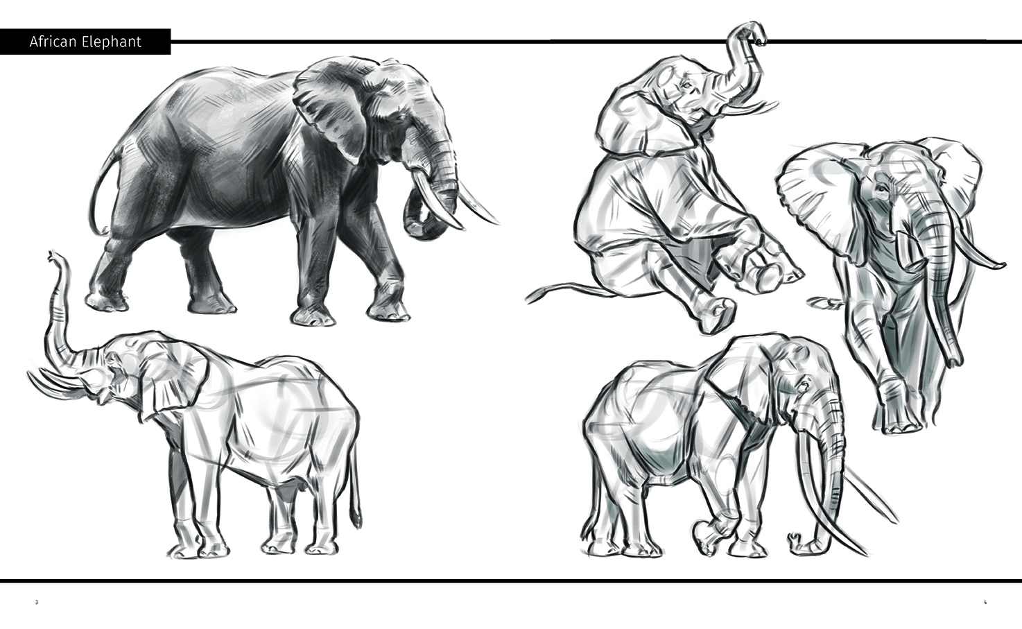 Animal Anatomy for Artists