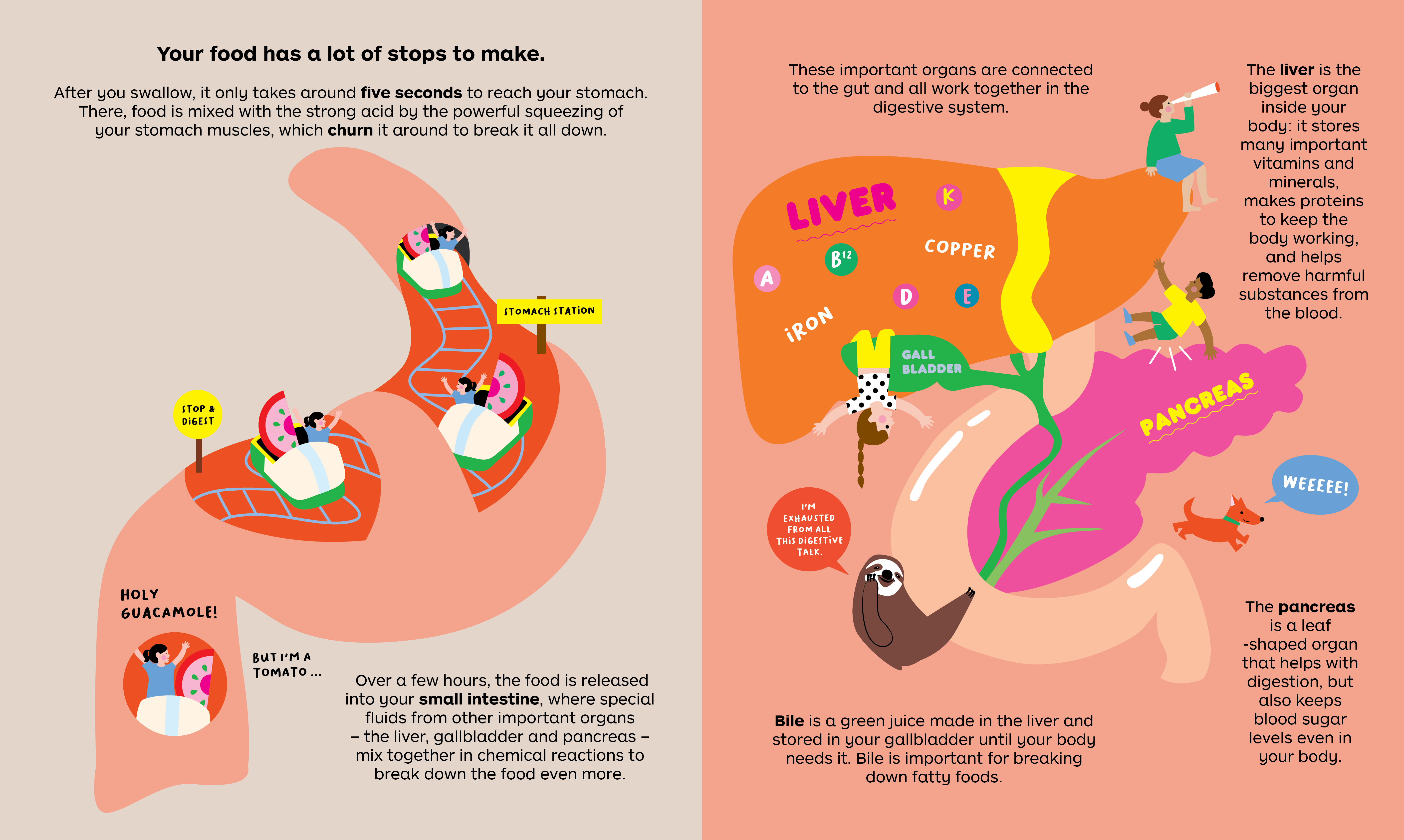 All About the Gut