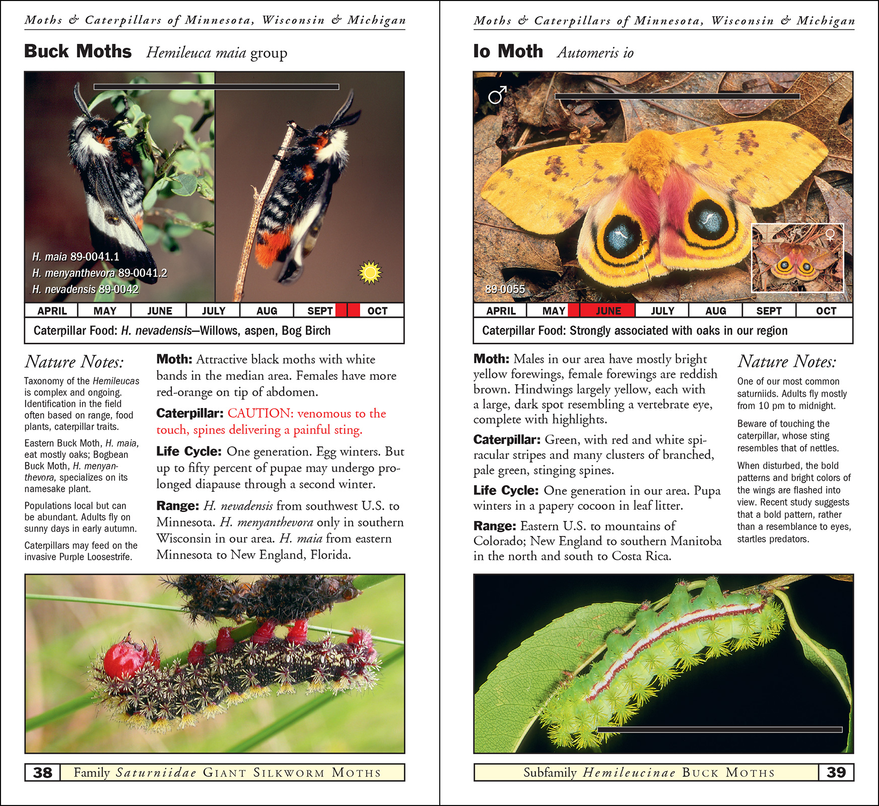 Moths & Caterpillars of Minnesota, Wisconsin & Michigan