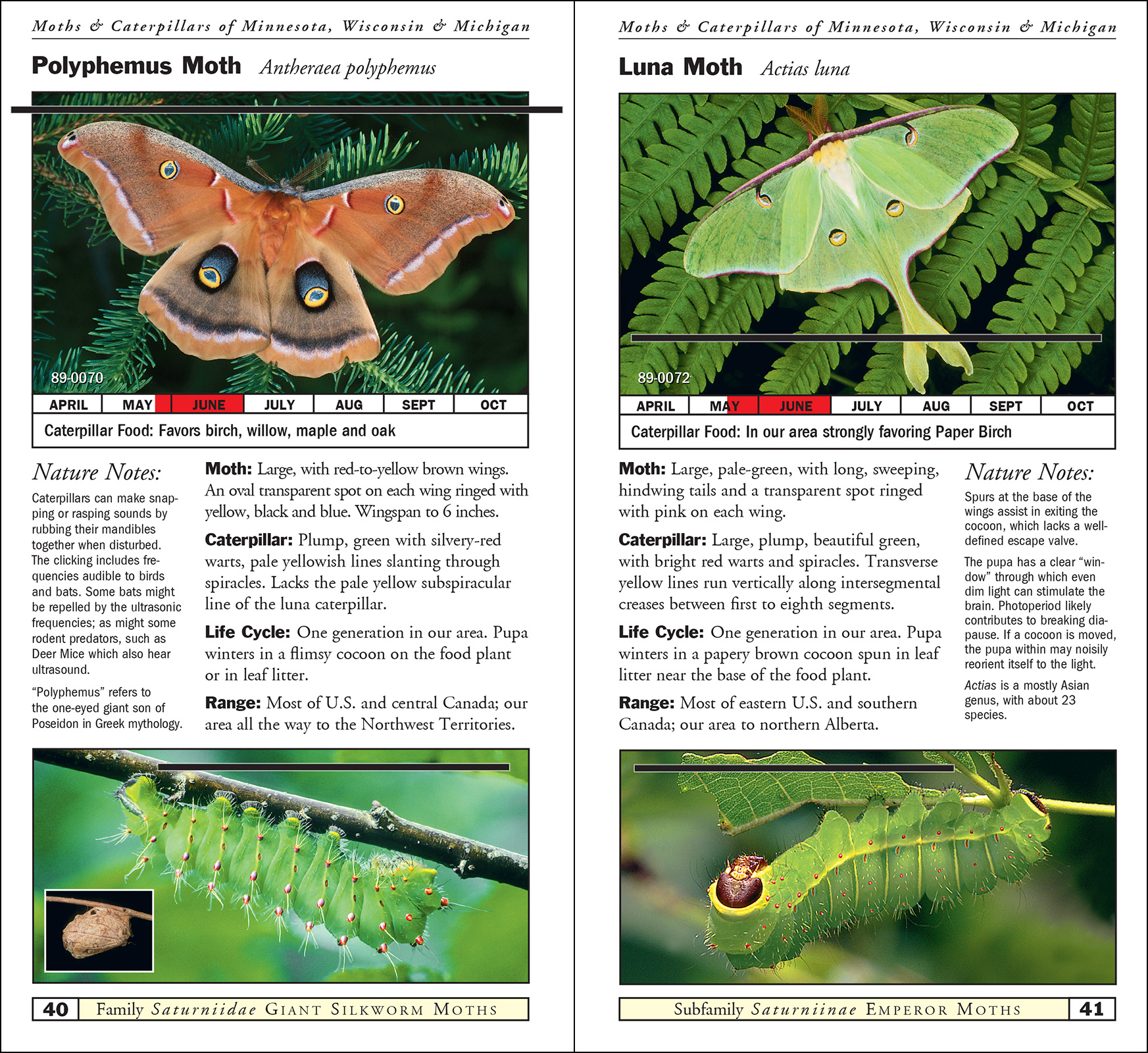 Moths & Caterpillars of Minnesota, Wisconsin & Michigan