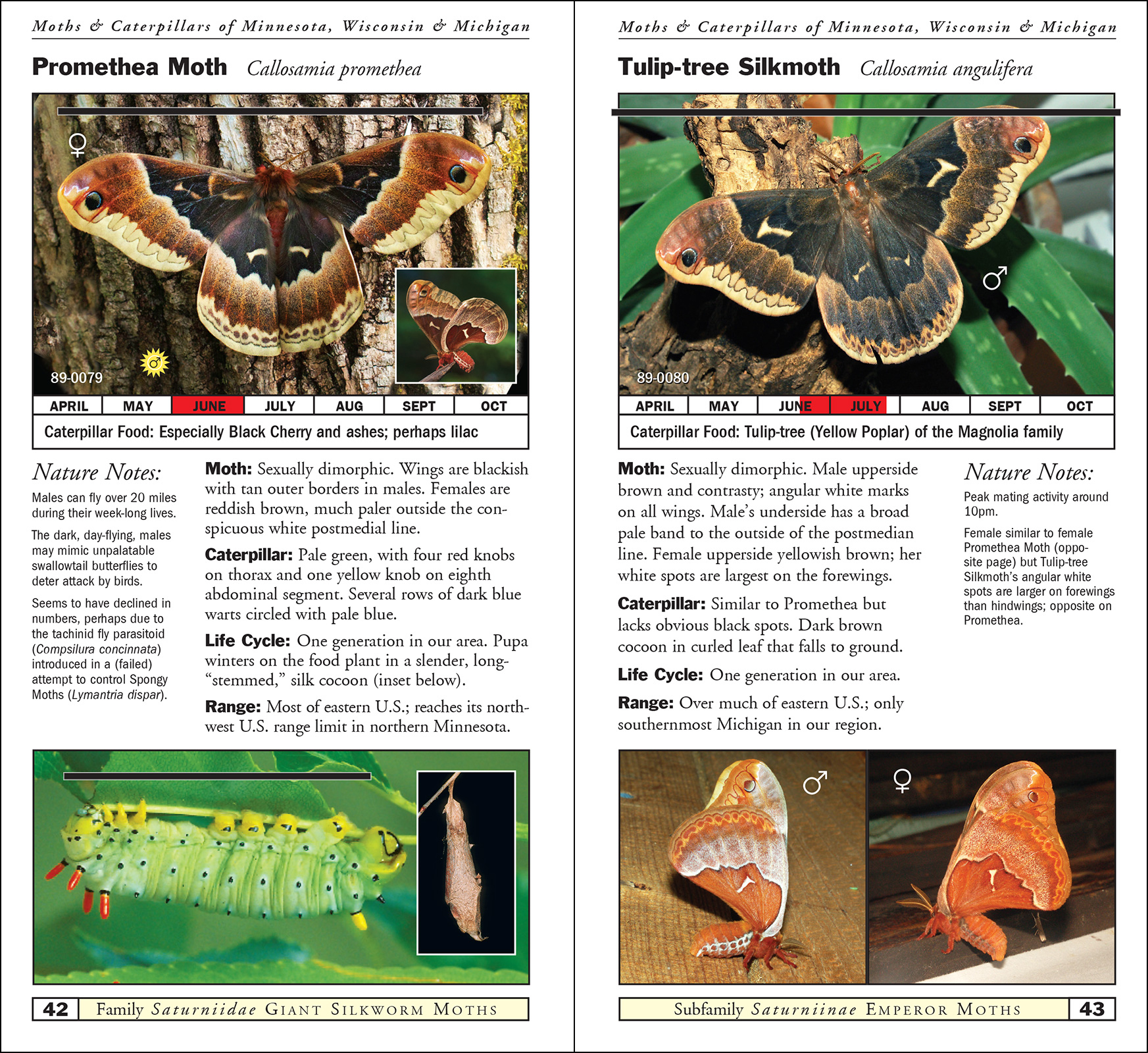 Moths & Caterpillars of Minnesota, Wisconsin & Michigan