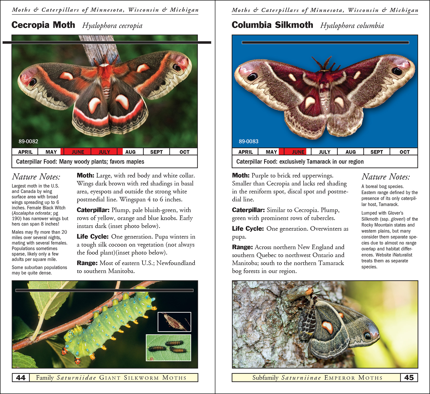 Moths & Caterpillars of Minnesota, Wisconsin & Michigan