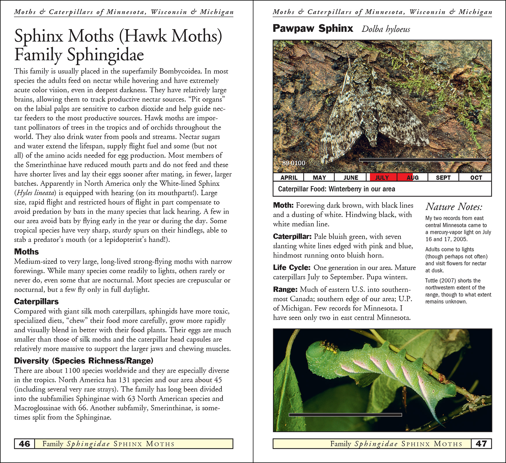 Moths & Caterpillars of Minnesota, Wisconsin & Michigan