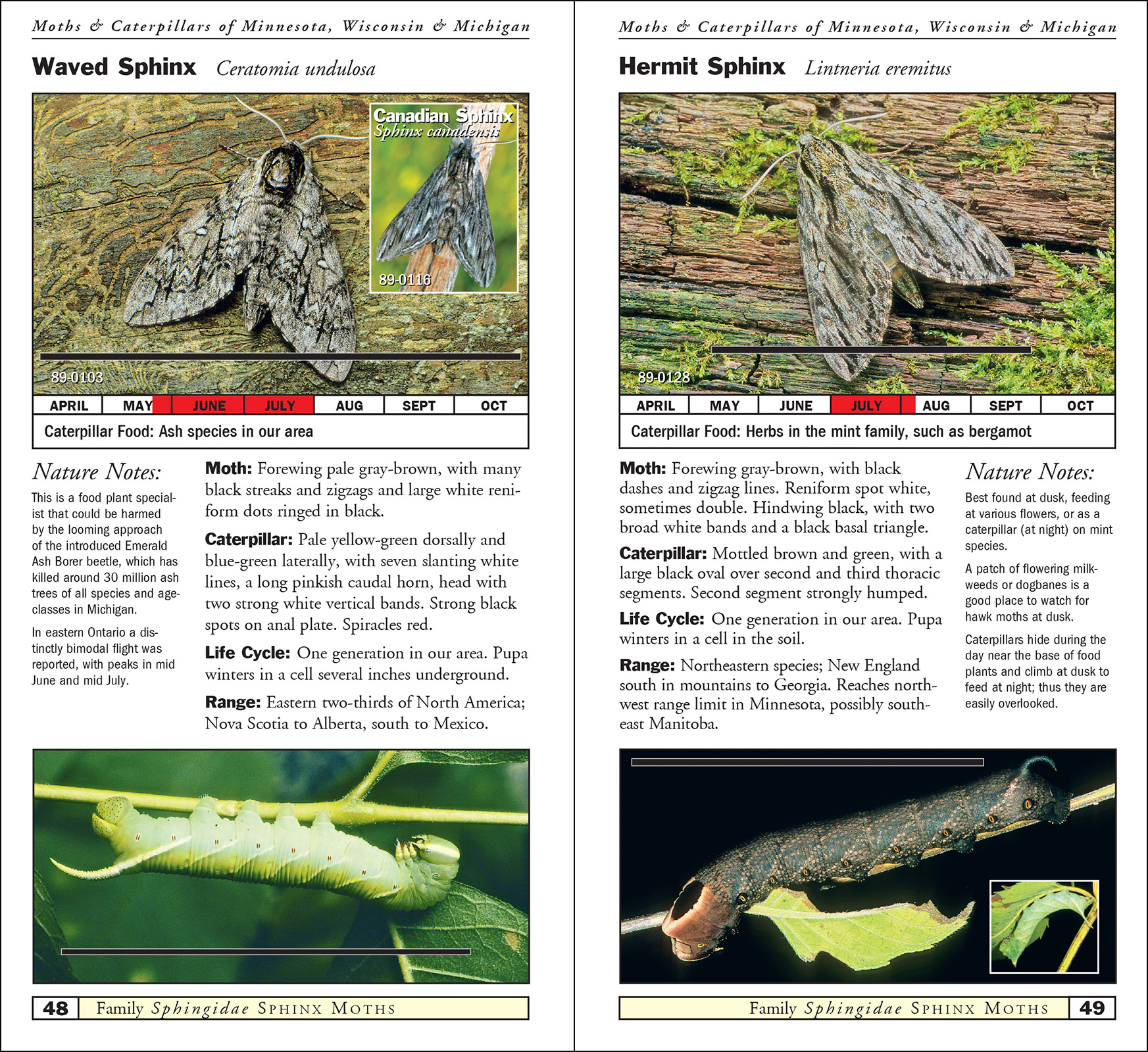 Moths & Caterpillars of Minnesota, Wisconsin & Michigan