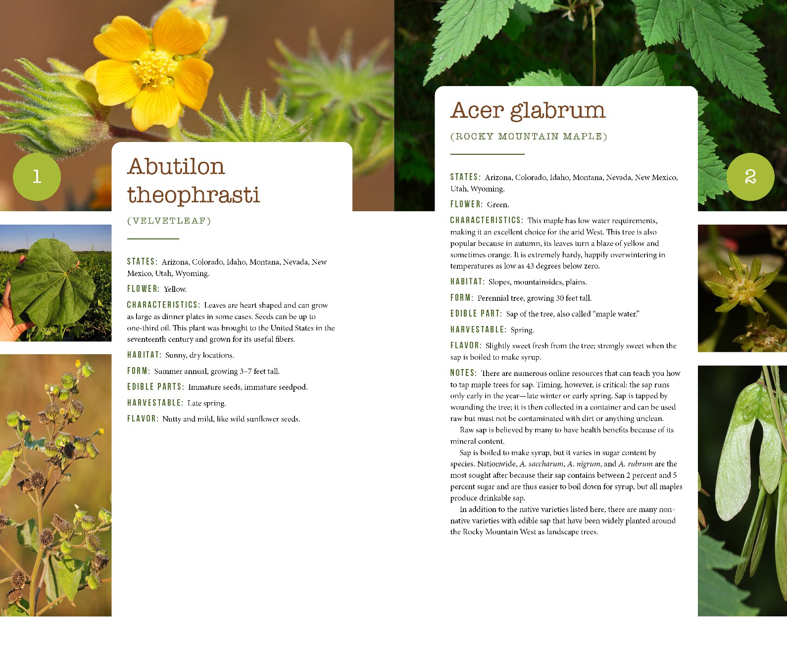 437 Edible Wild Plants of the Rocky Mountain West