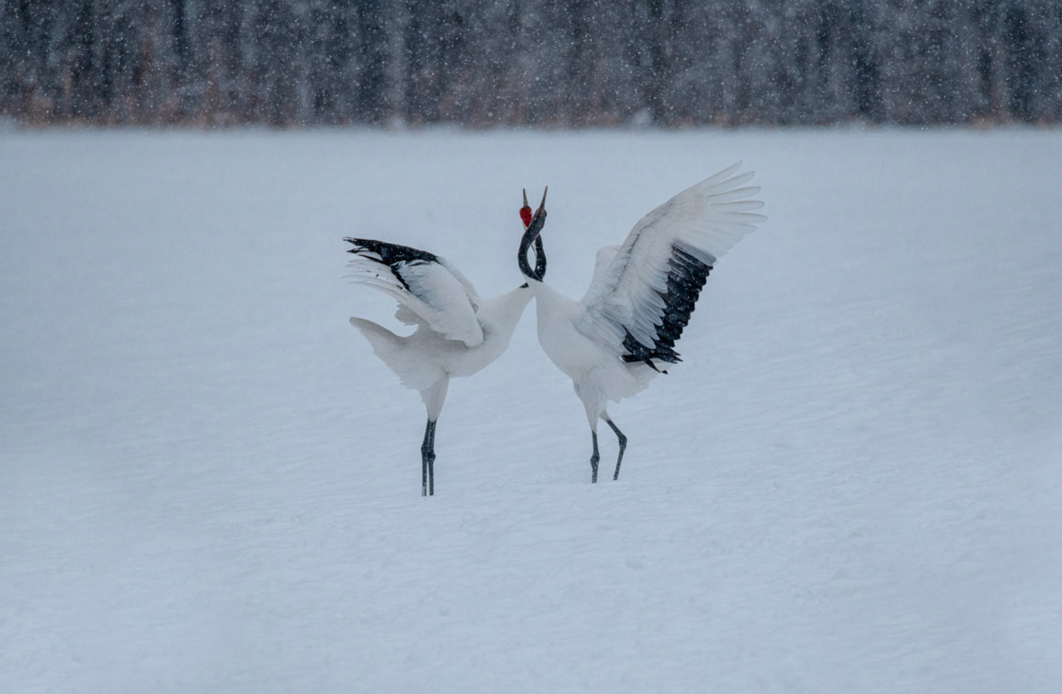 Silent Snow