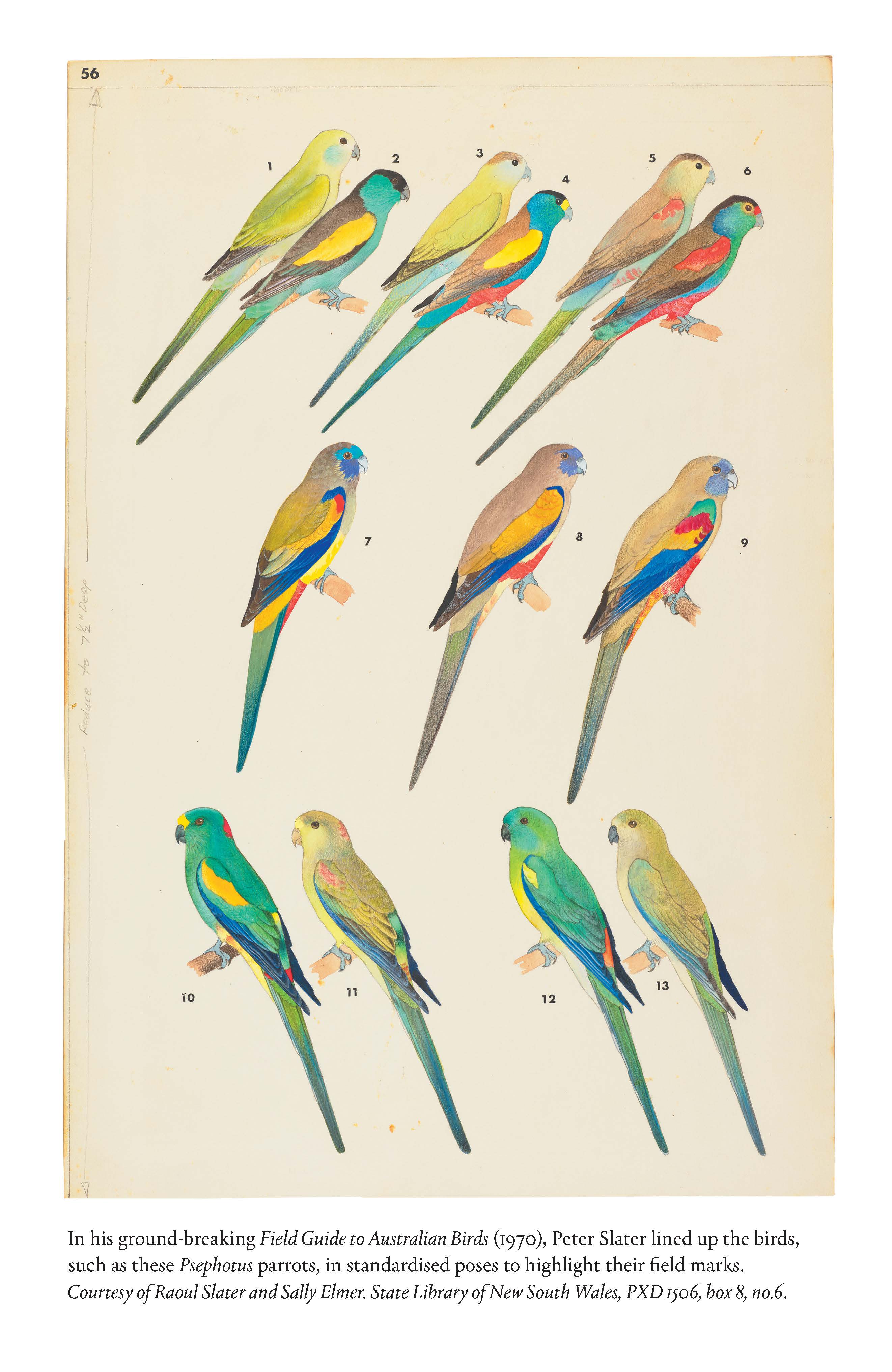 Enchantment by Birds