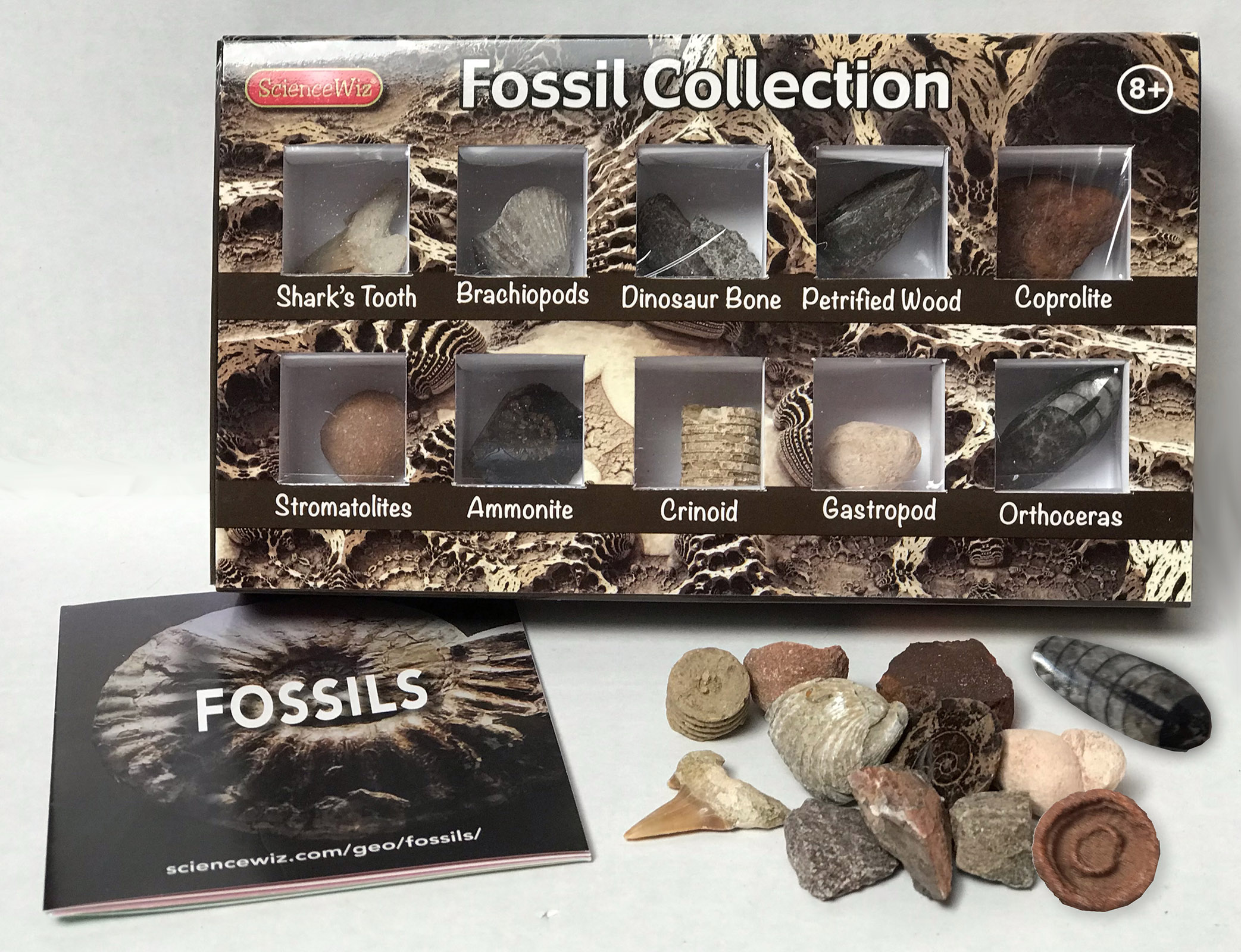 Fossil Collection