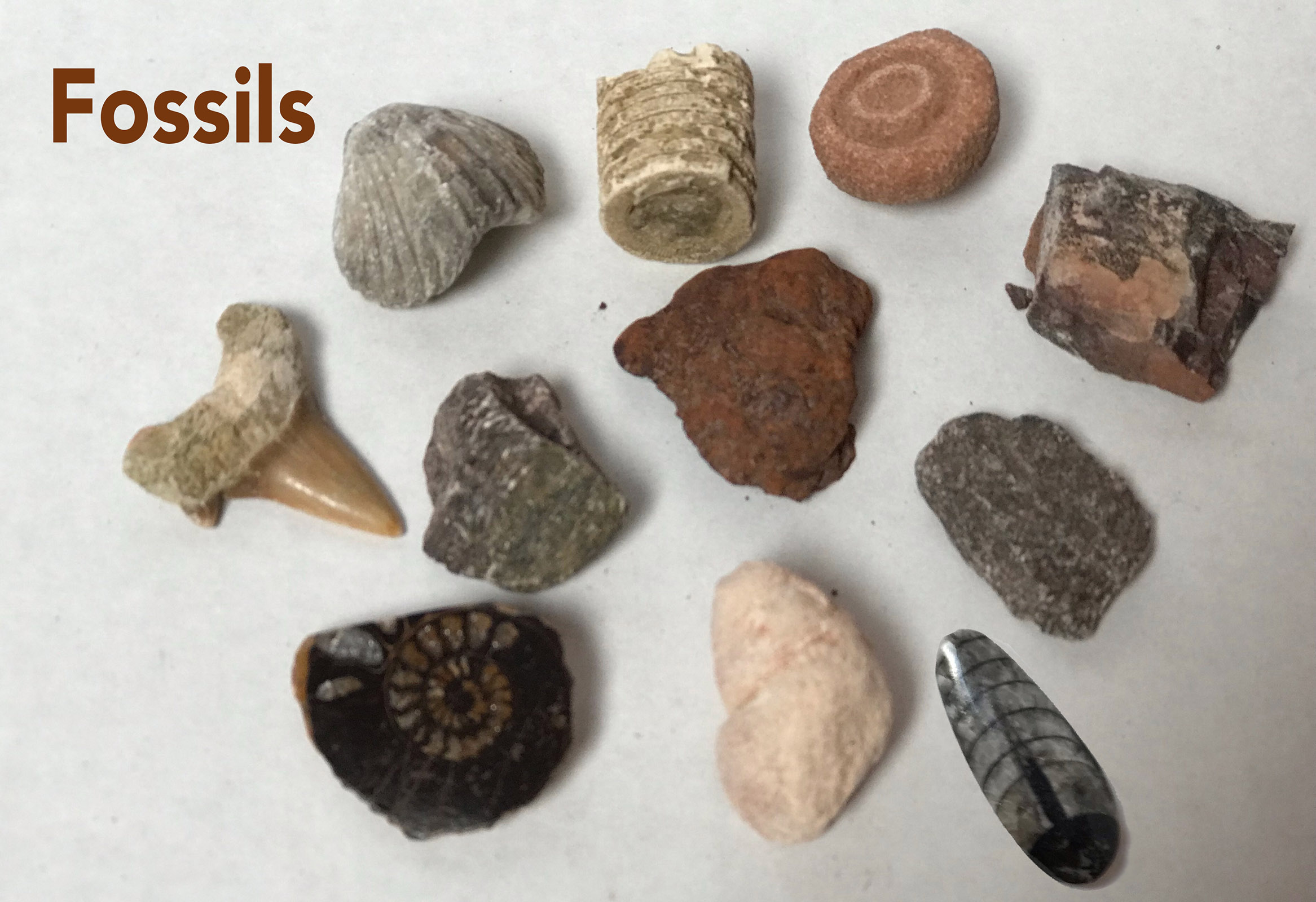 Fossil Collection