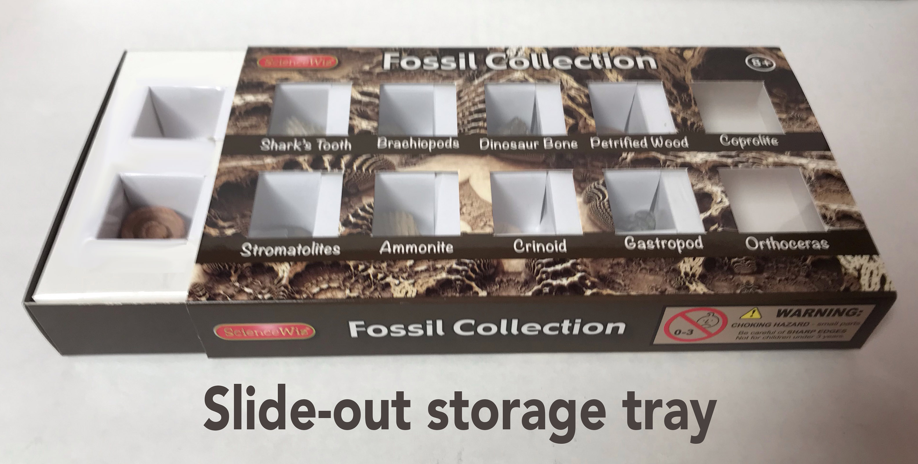 Fossil Collection