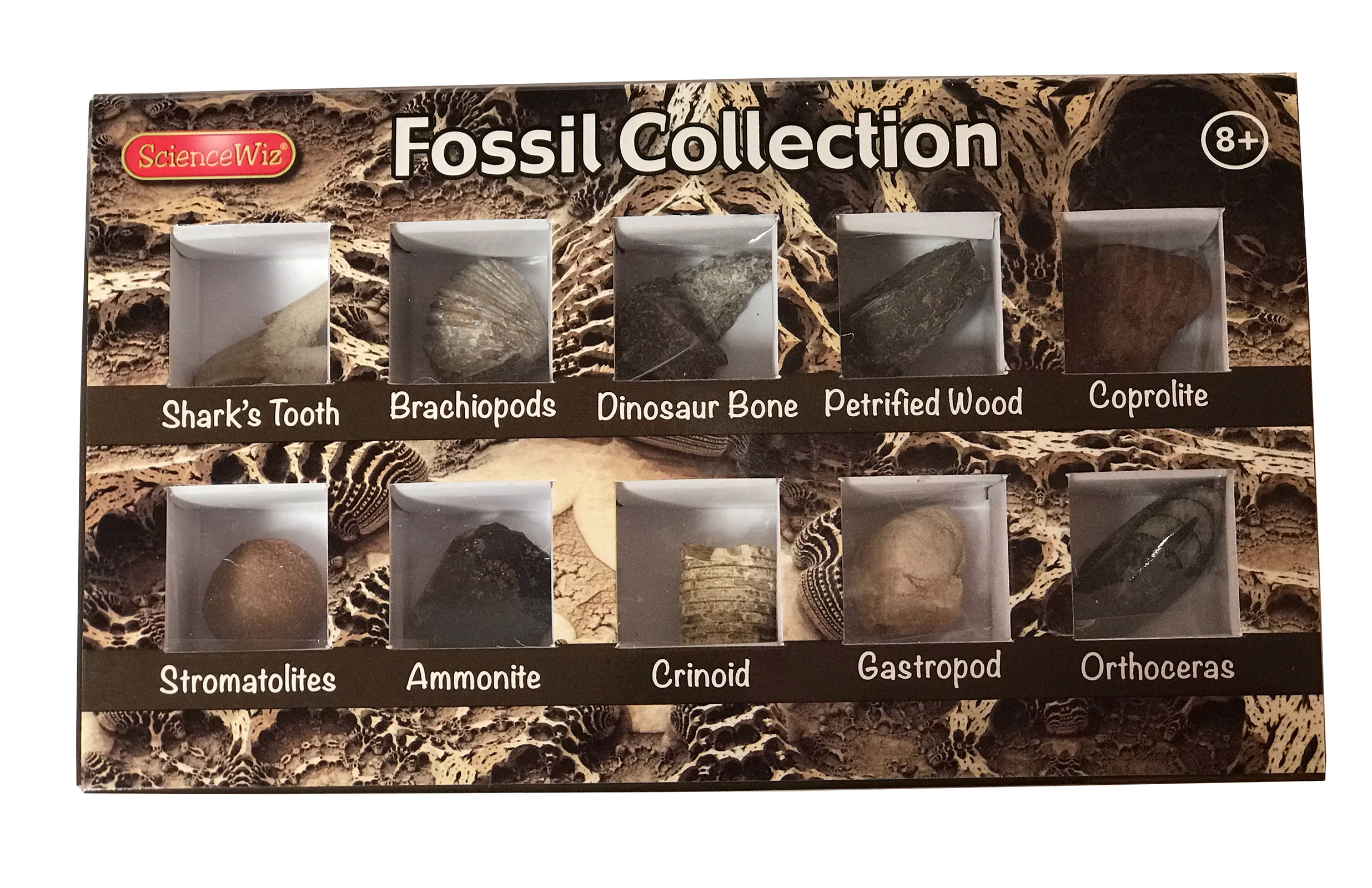 Fossil Collection