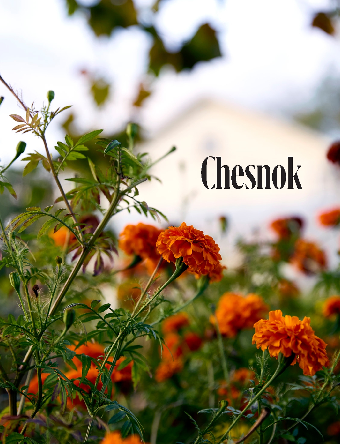 Chesnok
