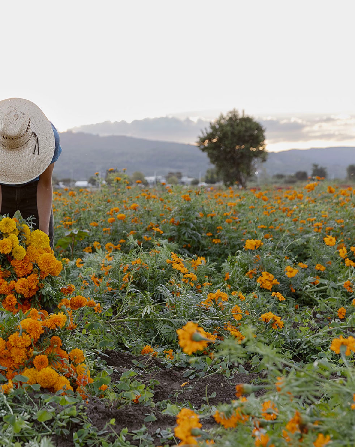 Mexico's Day of the Dead