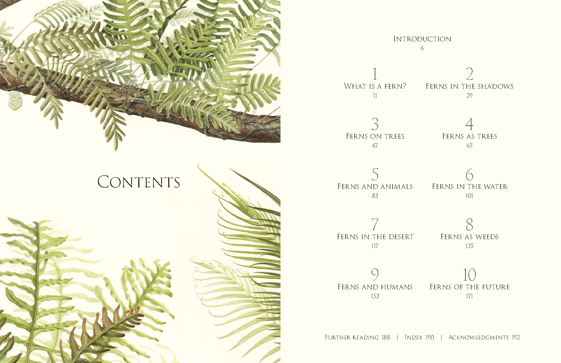 Ferns
