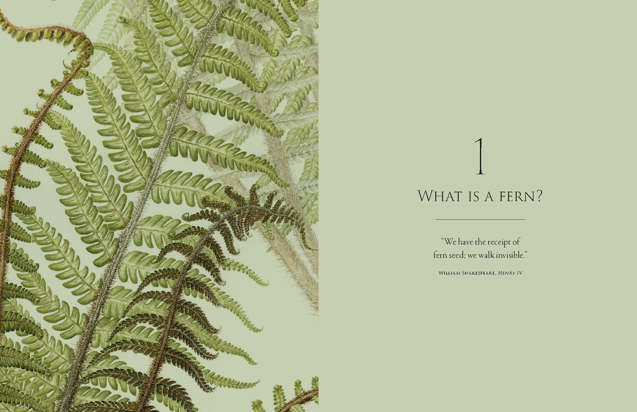 Ferns