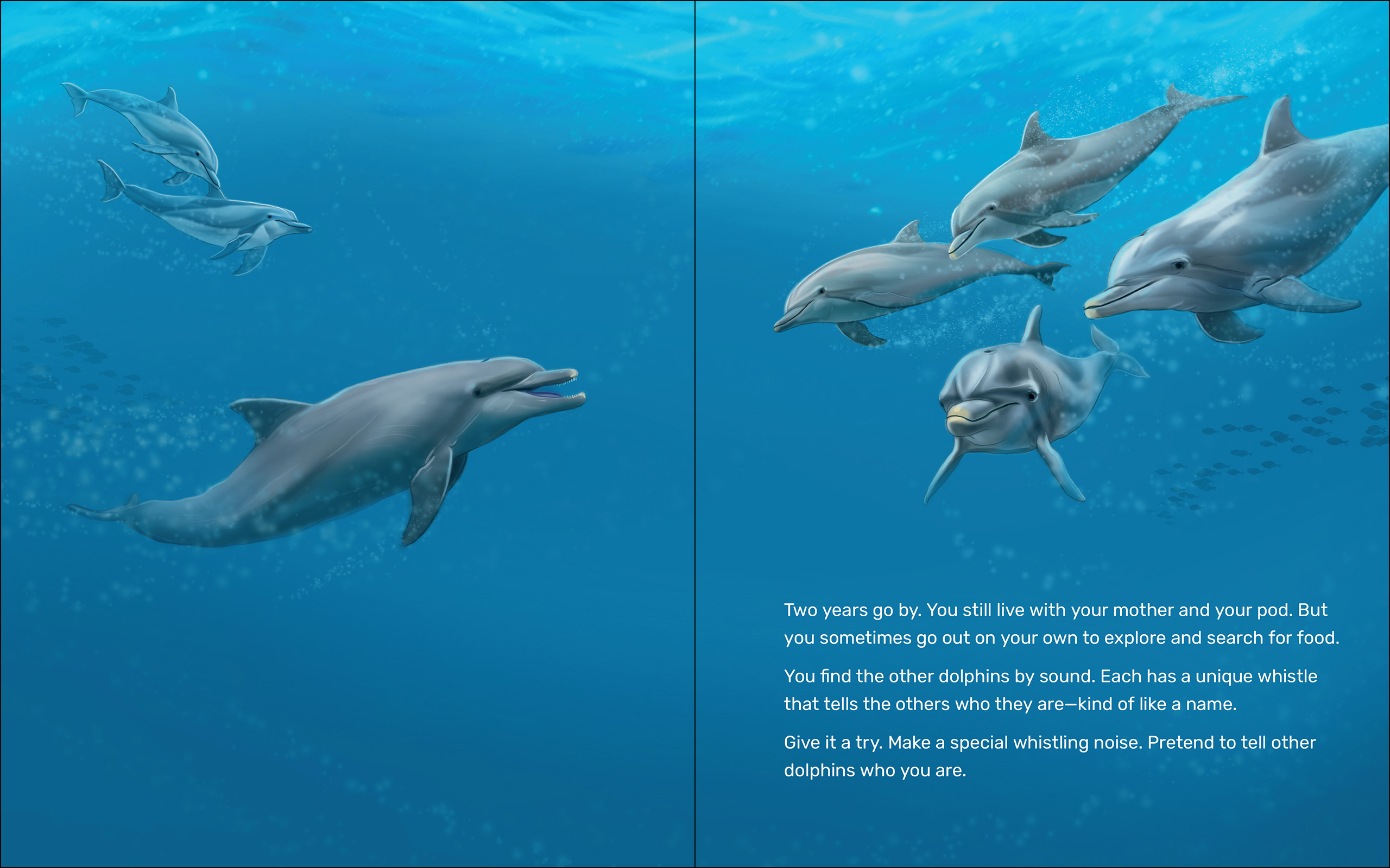 What Will the Dolphin Do?