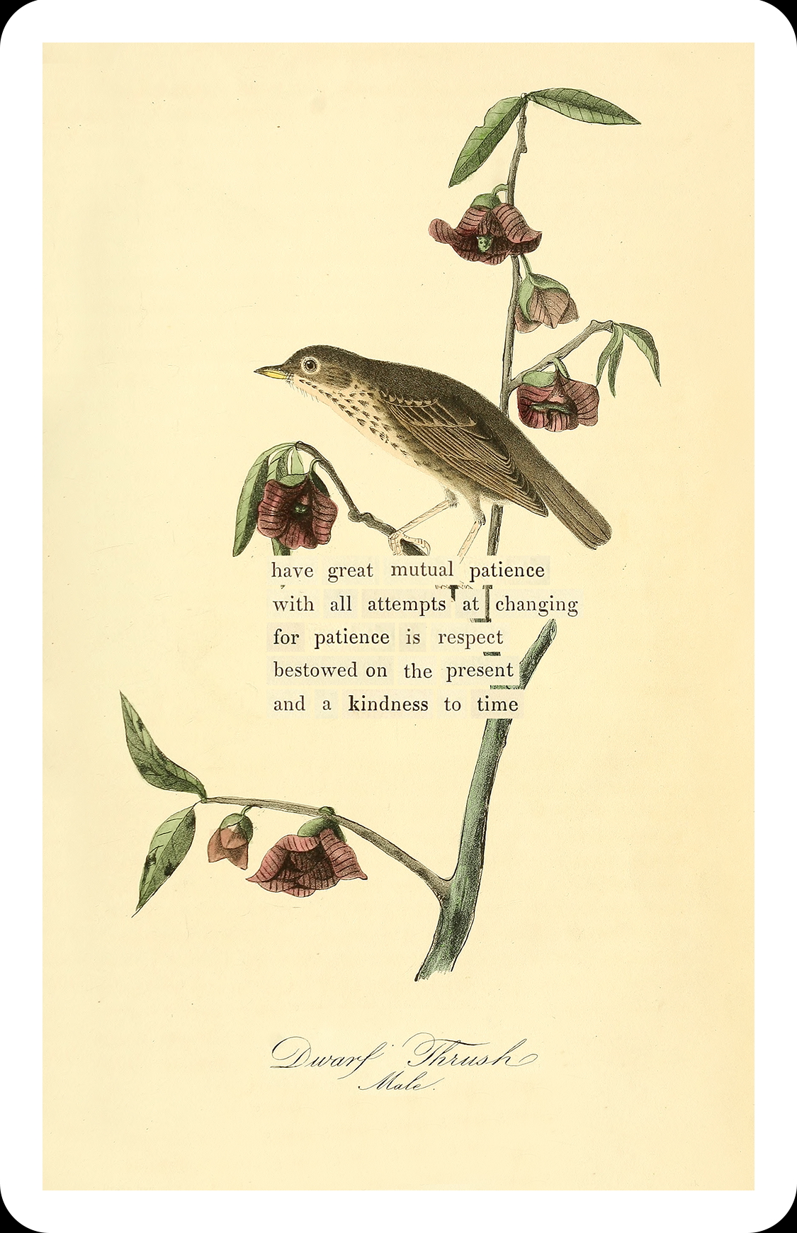 An Almanac of Birds